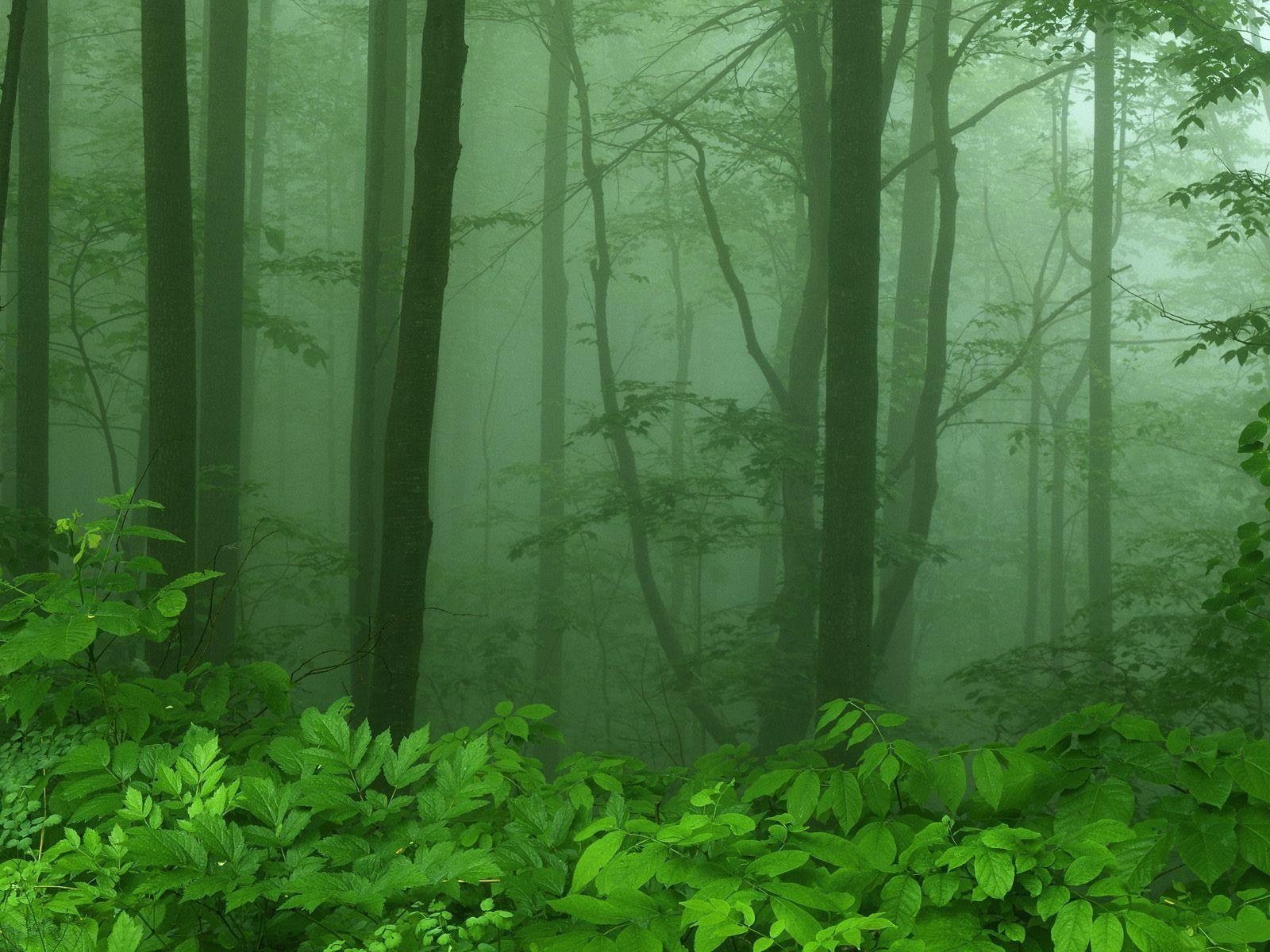 1600x1200 Nature: Foggy Morning Along Skyline Drive, Shenandoah National, Desktop