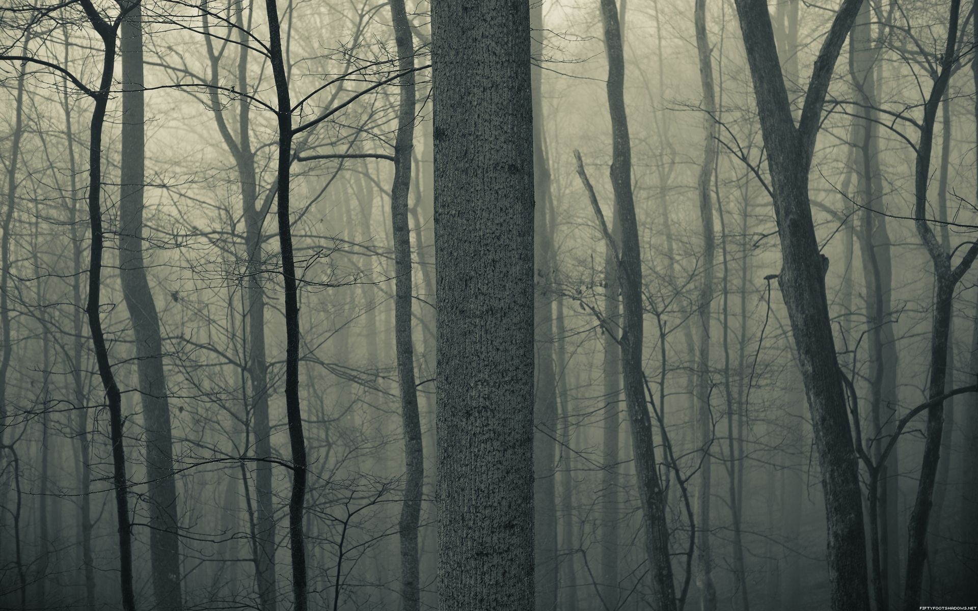 1920x1200 Nature trees forests woods trunk haze fog mist dark bark spooky creepy autumn fall seasons wallpaperx1200, Desktop