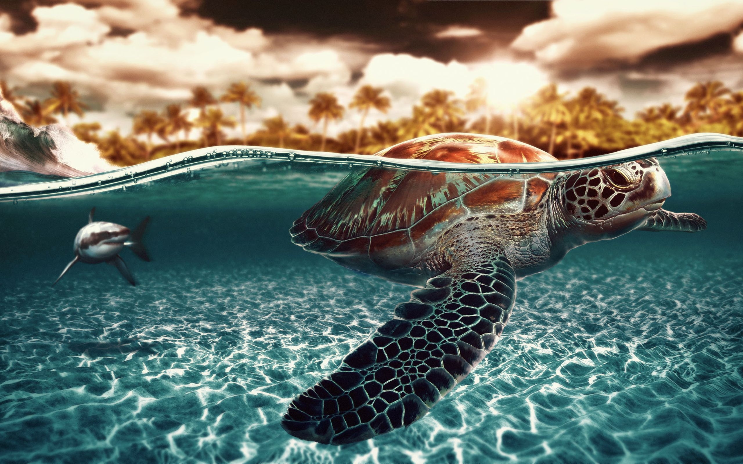 2560x1600 Sea Turtle iPhone Wallpaper, Desktop