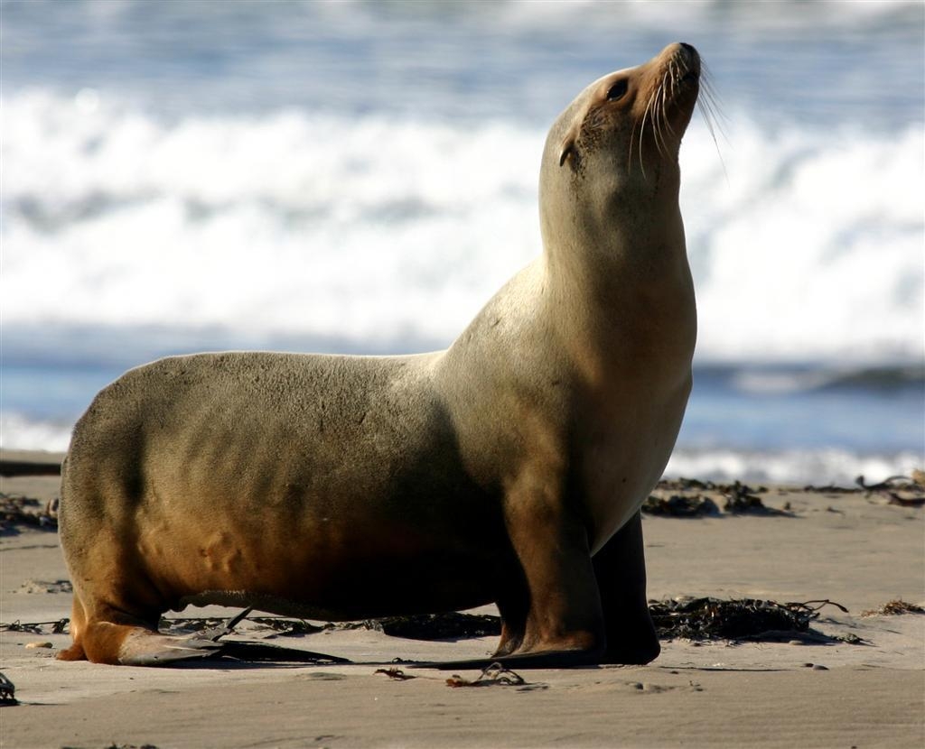 1030x830 Love U Wallpaper: sea lion wallpaper, Desktop