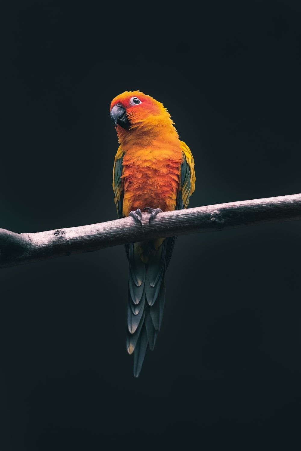 1000x1500 Bird Wallpaper: Free HD Download [HQ], Phone