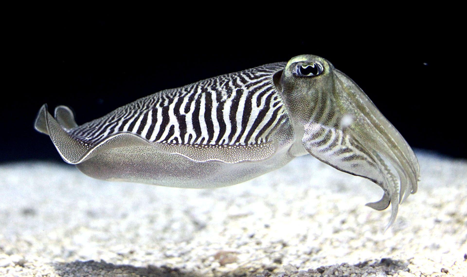 1920x1150 Cuttlefish Wallpaper, Desktop