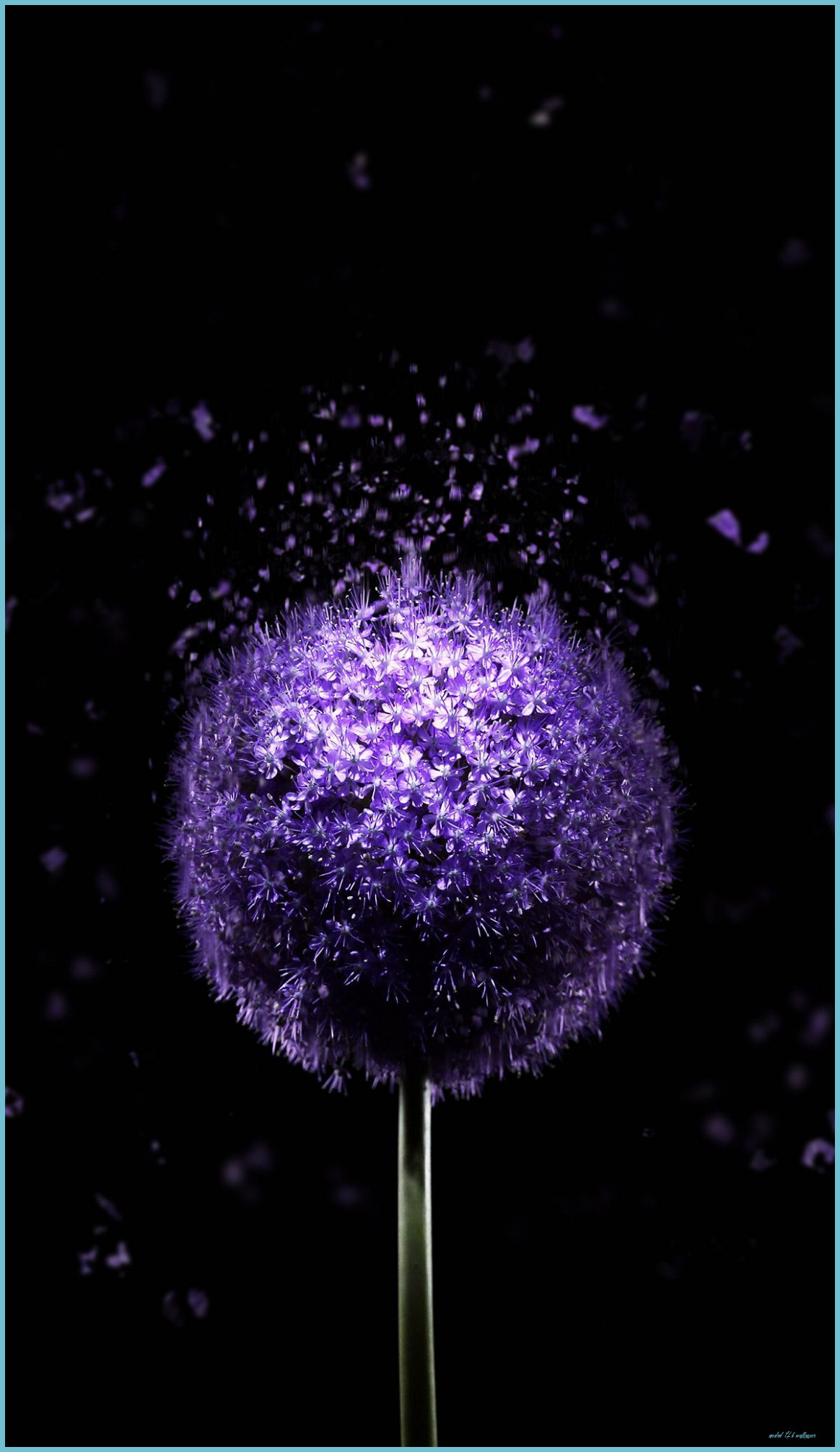 1170x2020 Violet Flower 7K AMOLED Wallpaper Purple Flowers 4k Wallpaper, Phone