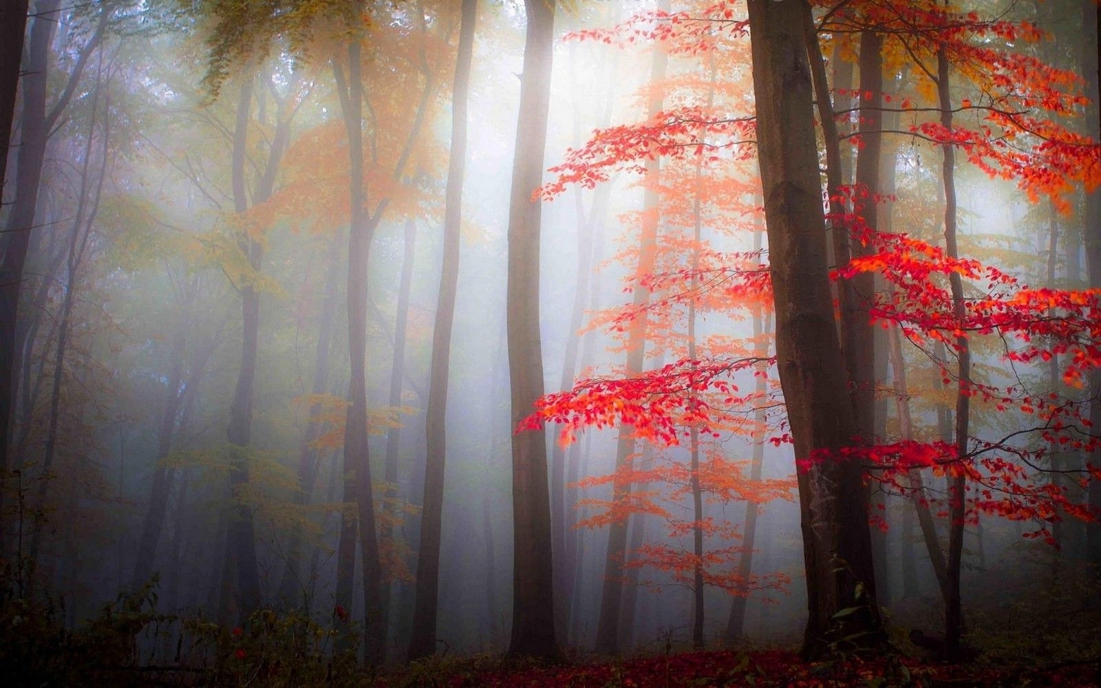 1600x1000 nature, Landscape, Mist, Forest, Fall, Leaves, Trees, Morning, Red, Dark Wallpaper HD / Desktop and Mobile Background, Desktop