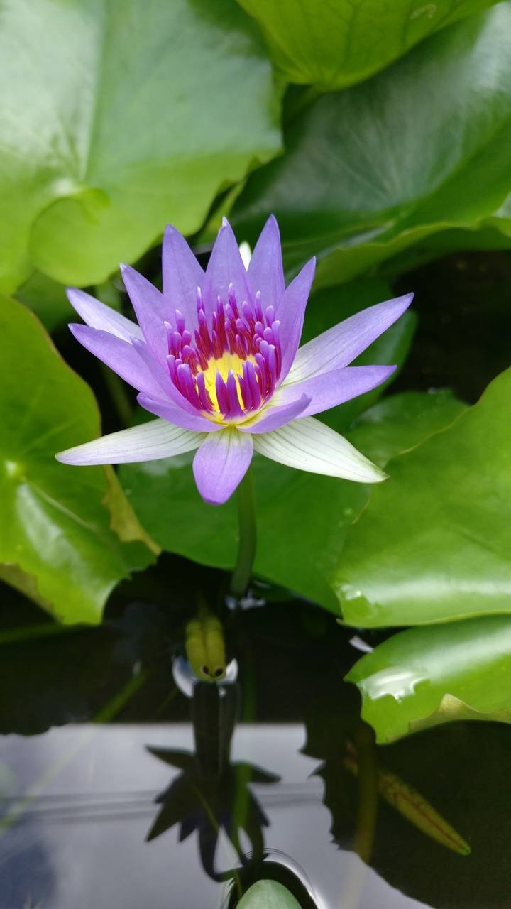 720x1280 Blue Water Lily wallpaper, Phone