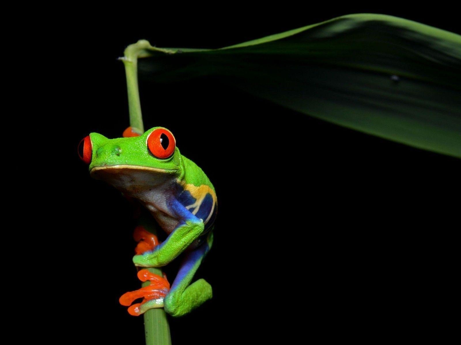 1600x1200 Amphibian, Animals, Red Eyed Tree Frog, Frogs Background, Desktop