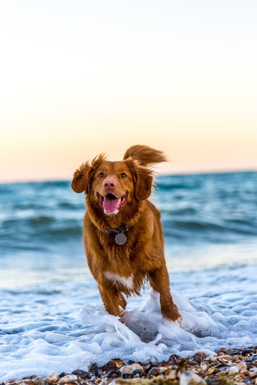 1000x1500 Dog Wallpaper: Free HD Download [HQ], Phone