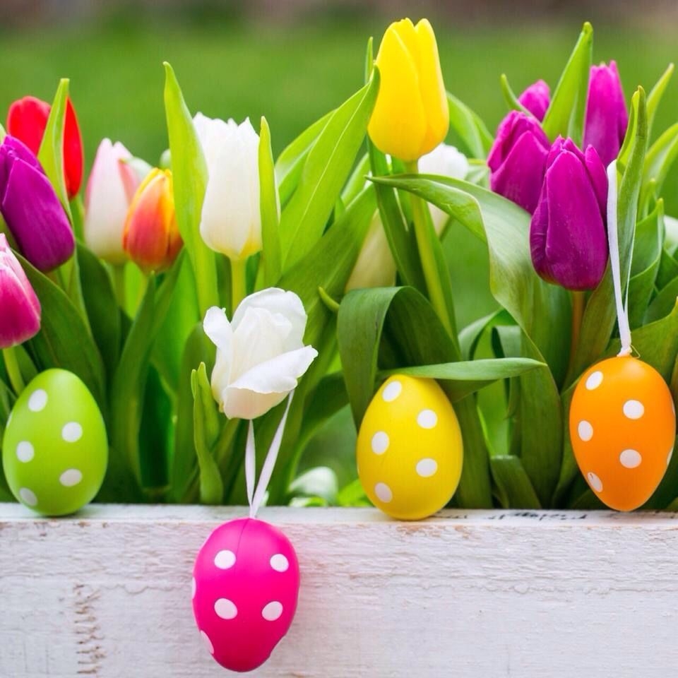 960x960 Buona Pasqua a tutti Voi! Happy Easter to all of You! #eastereggs #easter #tulips #flowers #spring #happiness #pa. Easter wallpaper, Easter image, Easter flowers, Phone