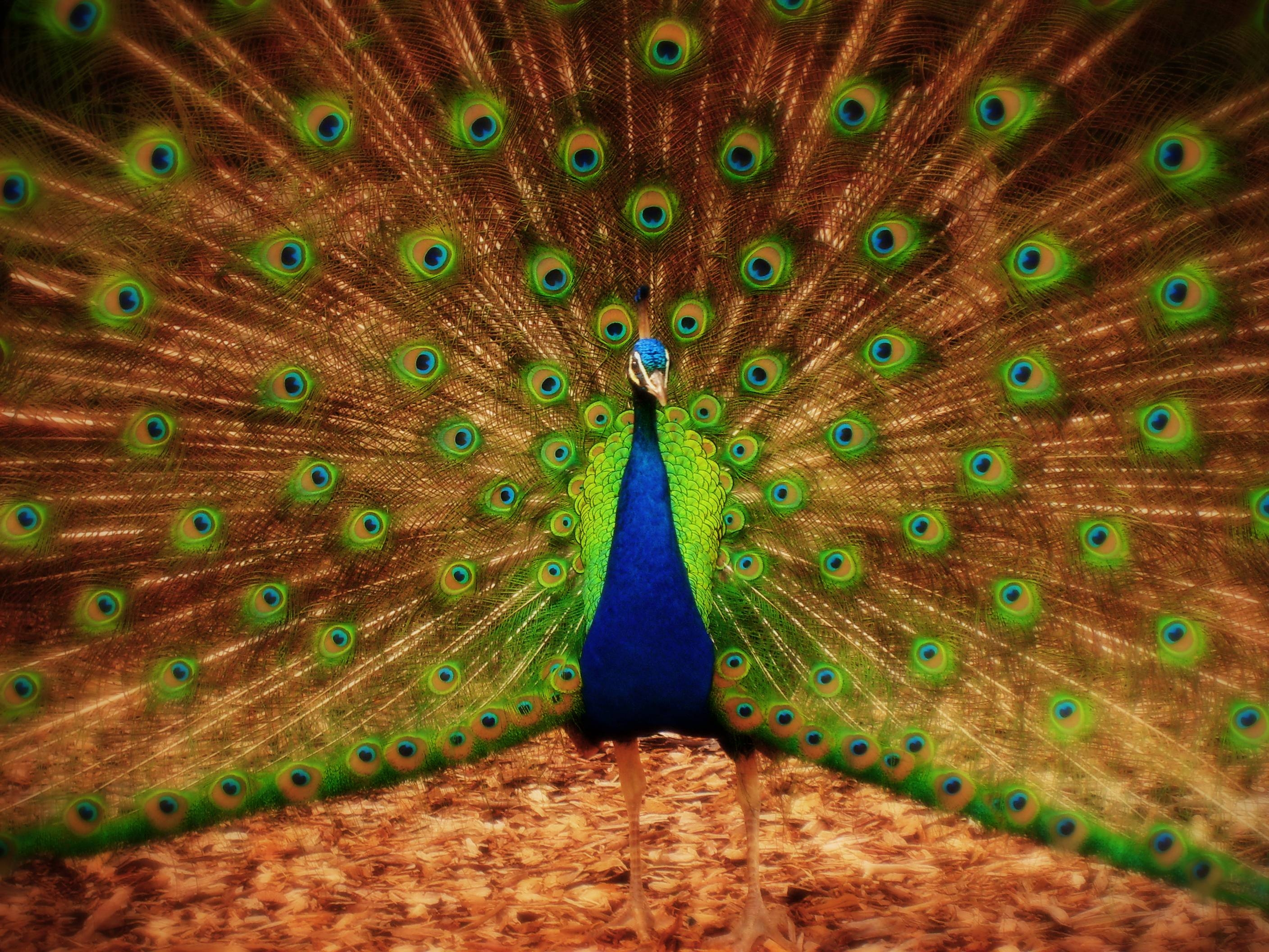 2820x2120 3D Peacock HD Wallpaper Wallpaper Inn, Desktop