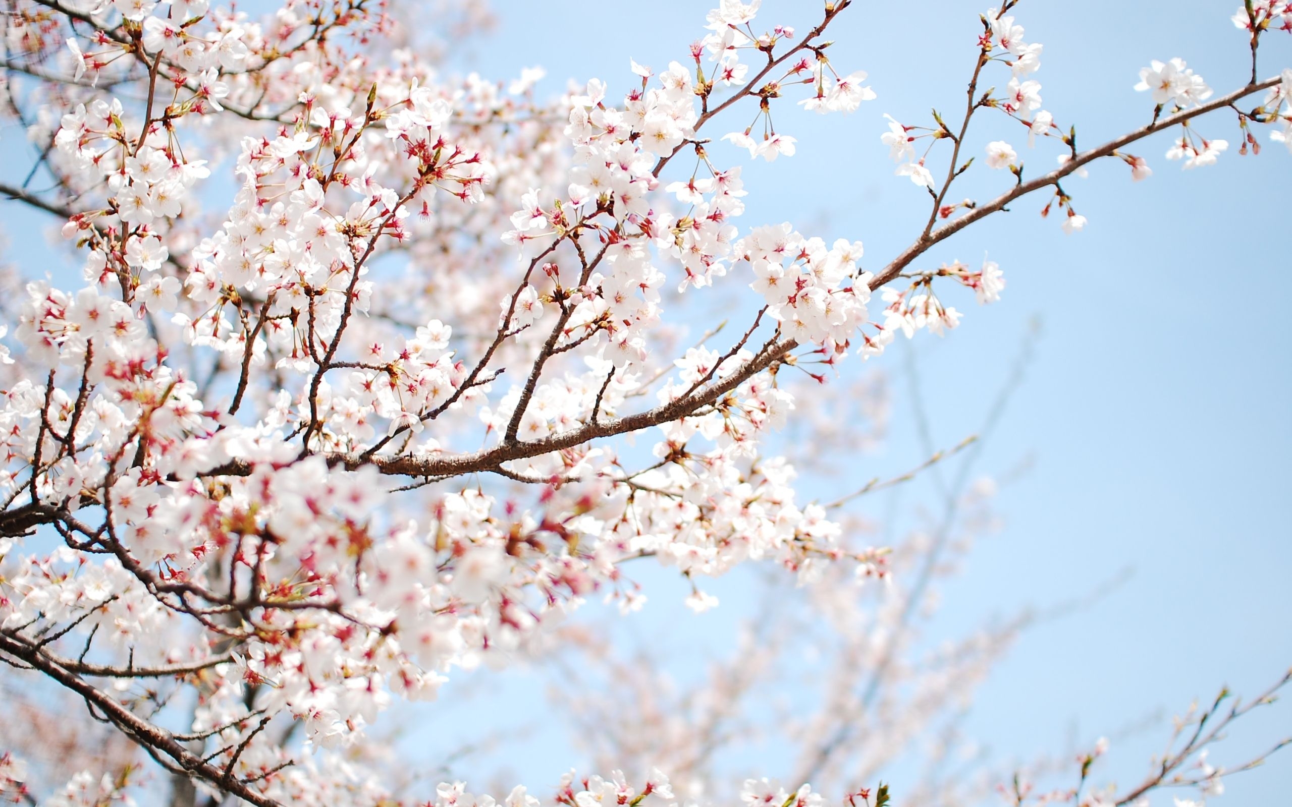 2560x1600 Best Spring Mac Wallpaper Free HD Download, Desktop