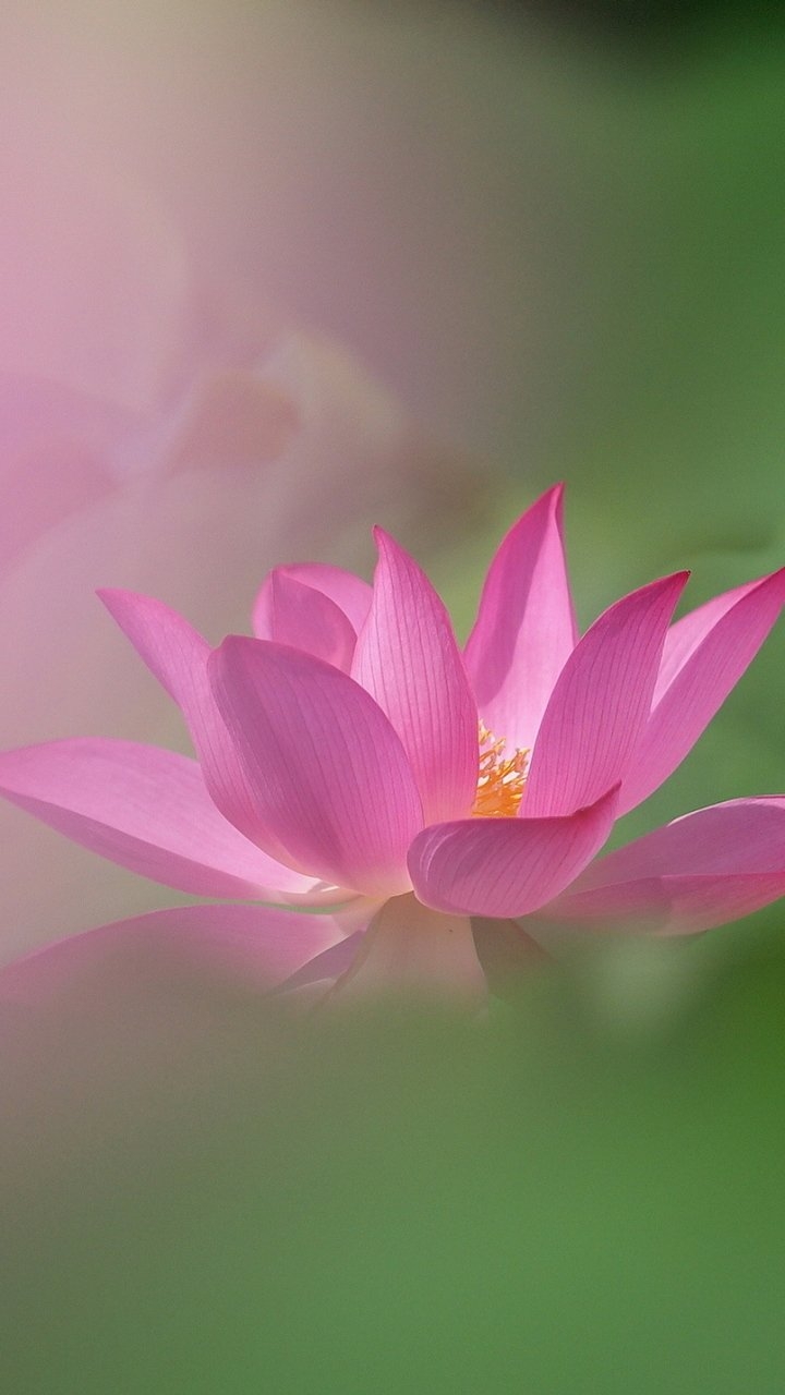 720x1280 Earth Lotus () Wallpaper, Phone