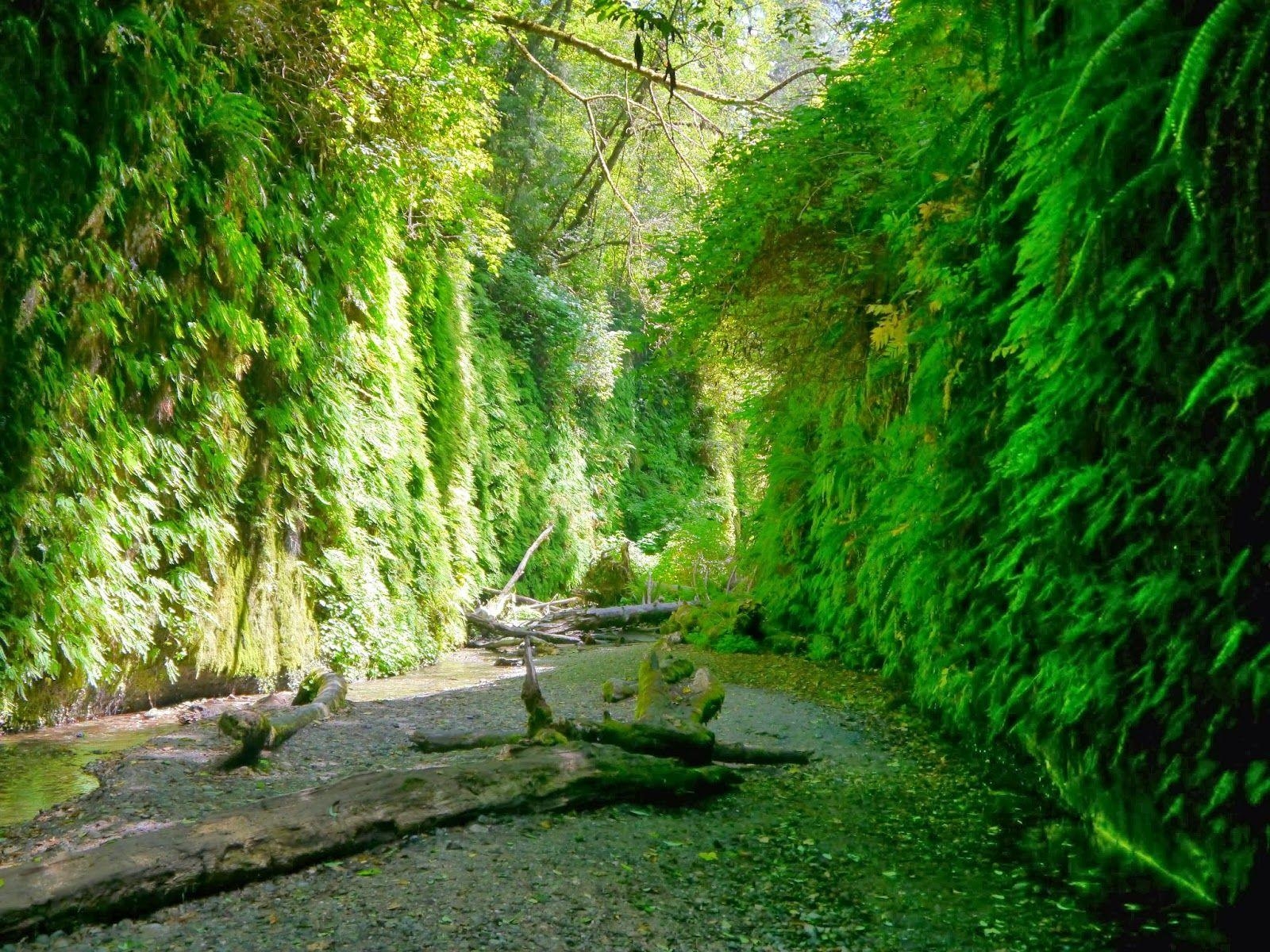 1600x1200 American Travel Journal: Fern Canyon Trail, Desktop