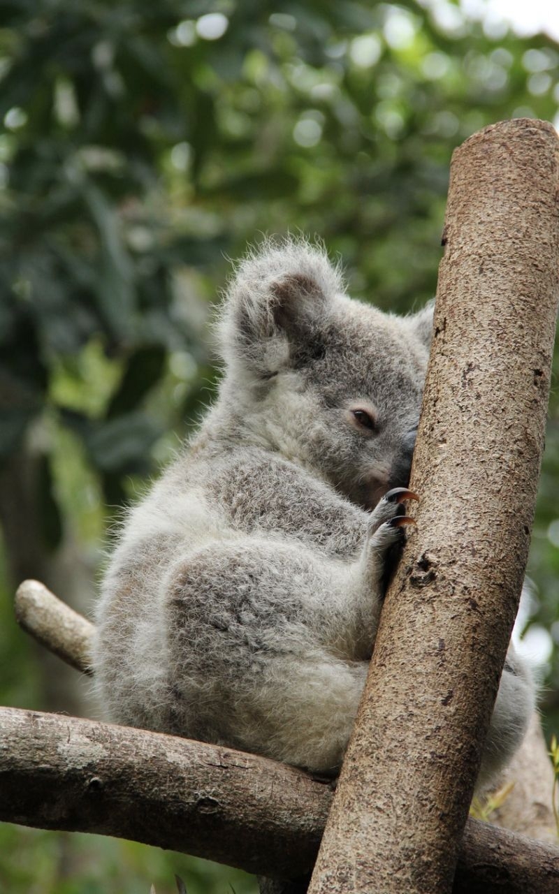 800x1280 Koala iPhone Wallpaper Free Koala iPhone Background, Phone