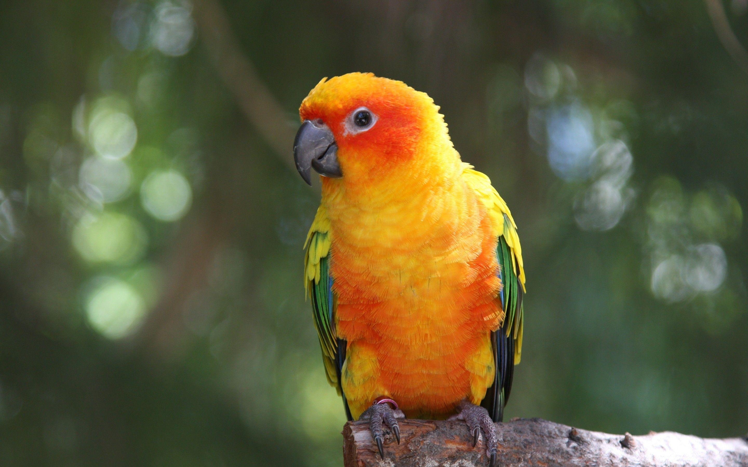 2880x1800 Parrot HD Wallpaper, Desktop