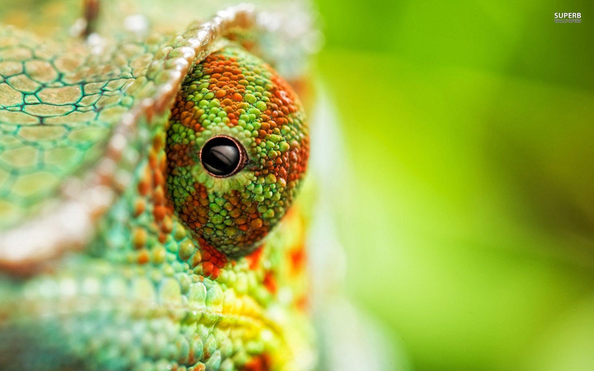 1920x1200 Chameleon wallpaper. abstract. Chameleon, Animals, Chameleon eyes, Desktop