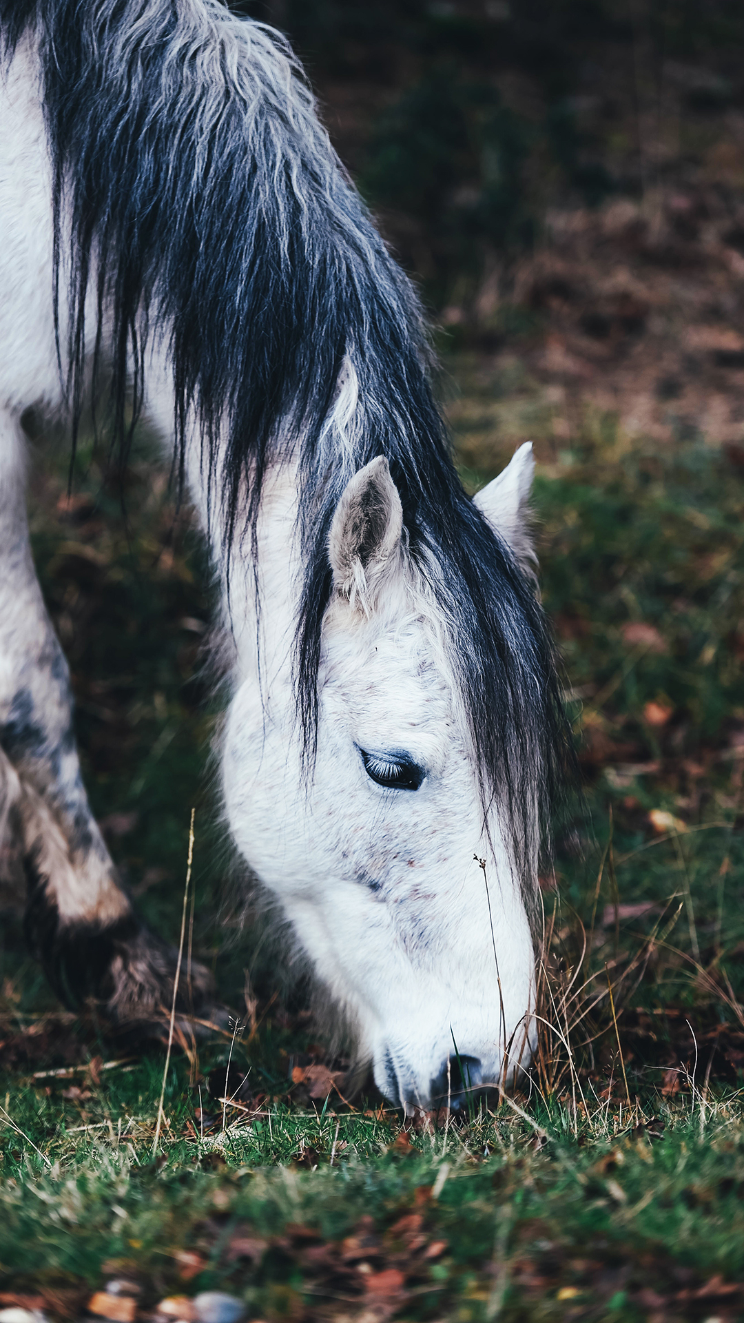 1080x1920 White Horse HD Wallpaper For Your Huawei Honor 8 Smartphone, Phone