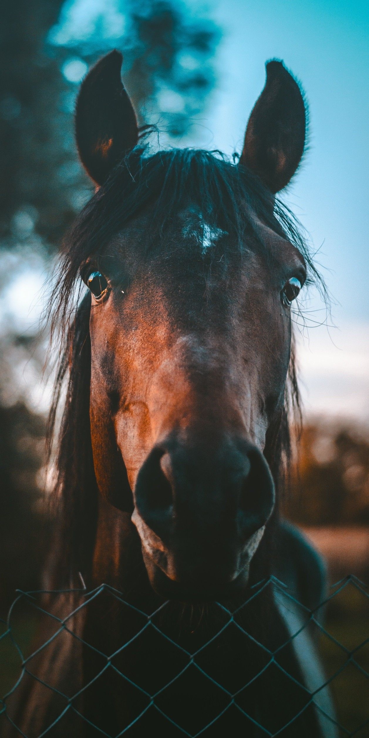 1260x2520 Horse Phone Wallpaper Free Horse Phone Background, Phone