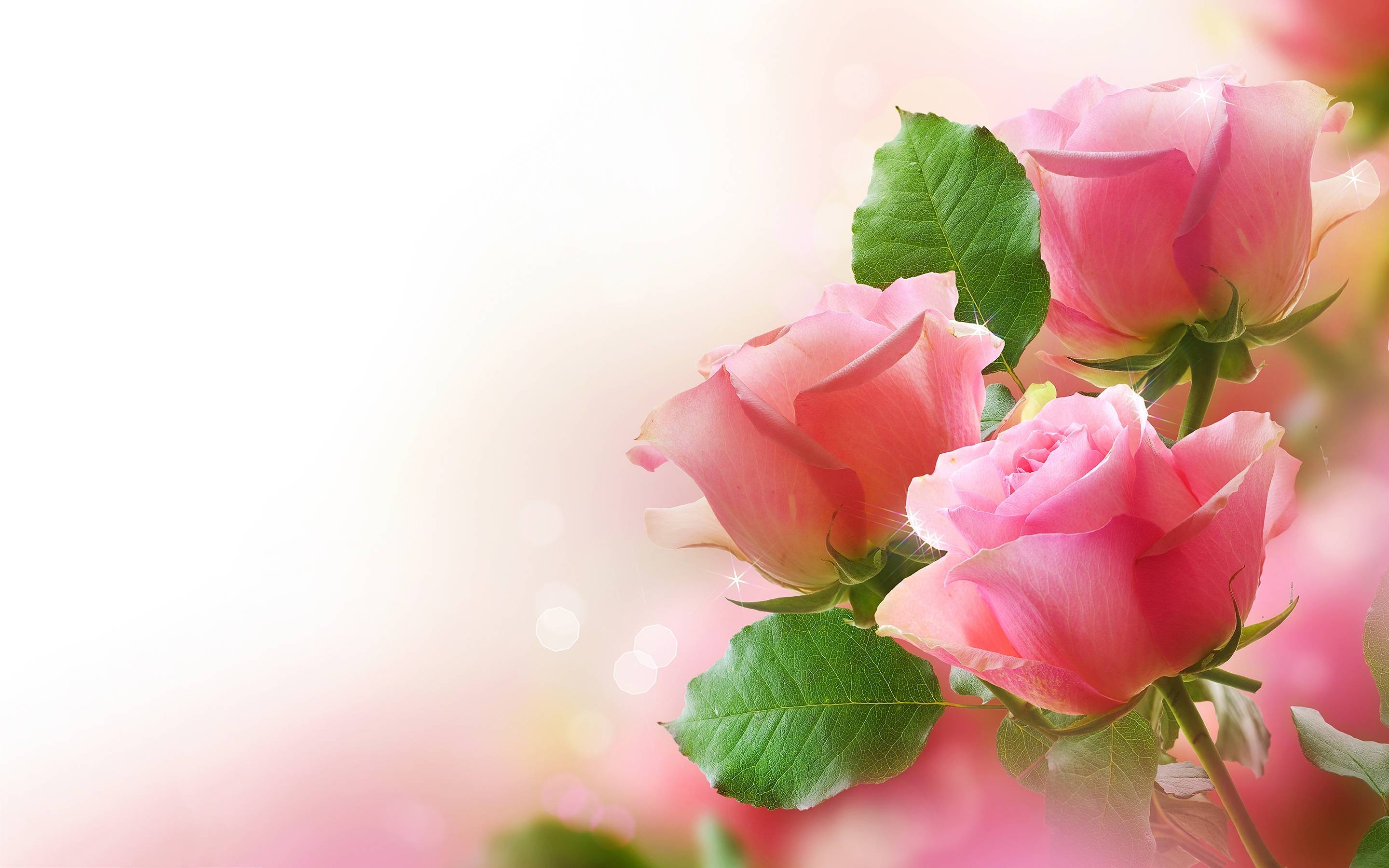 2880x1800 Pretty Pink Rose Wallpaper, Desktop