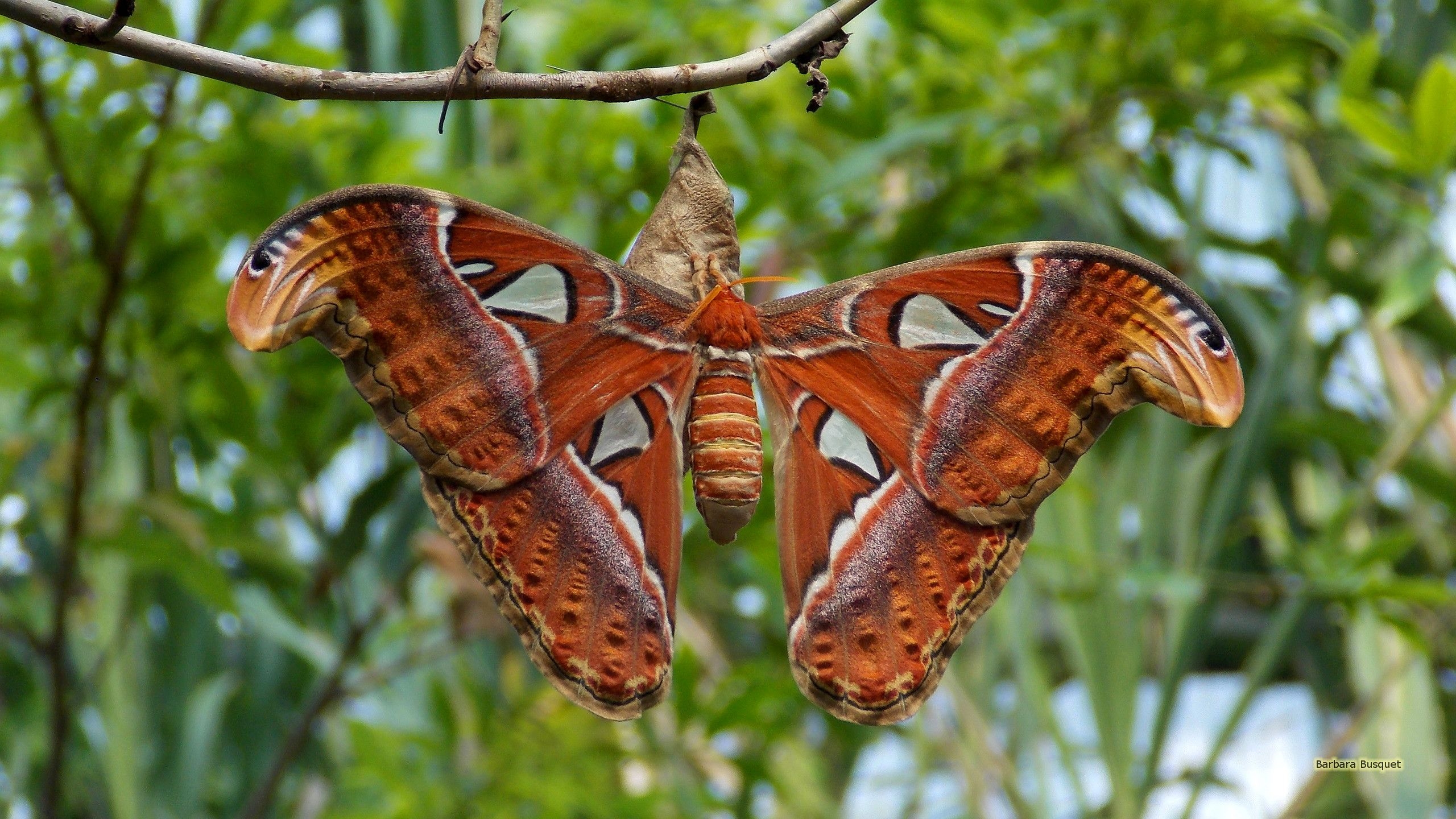 2560x1440 Atlas Moth's HD Wallpaper, Desktop