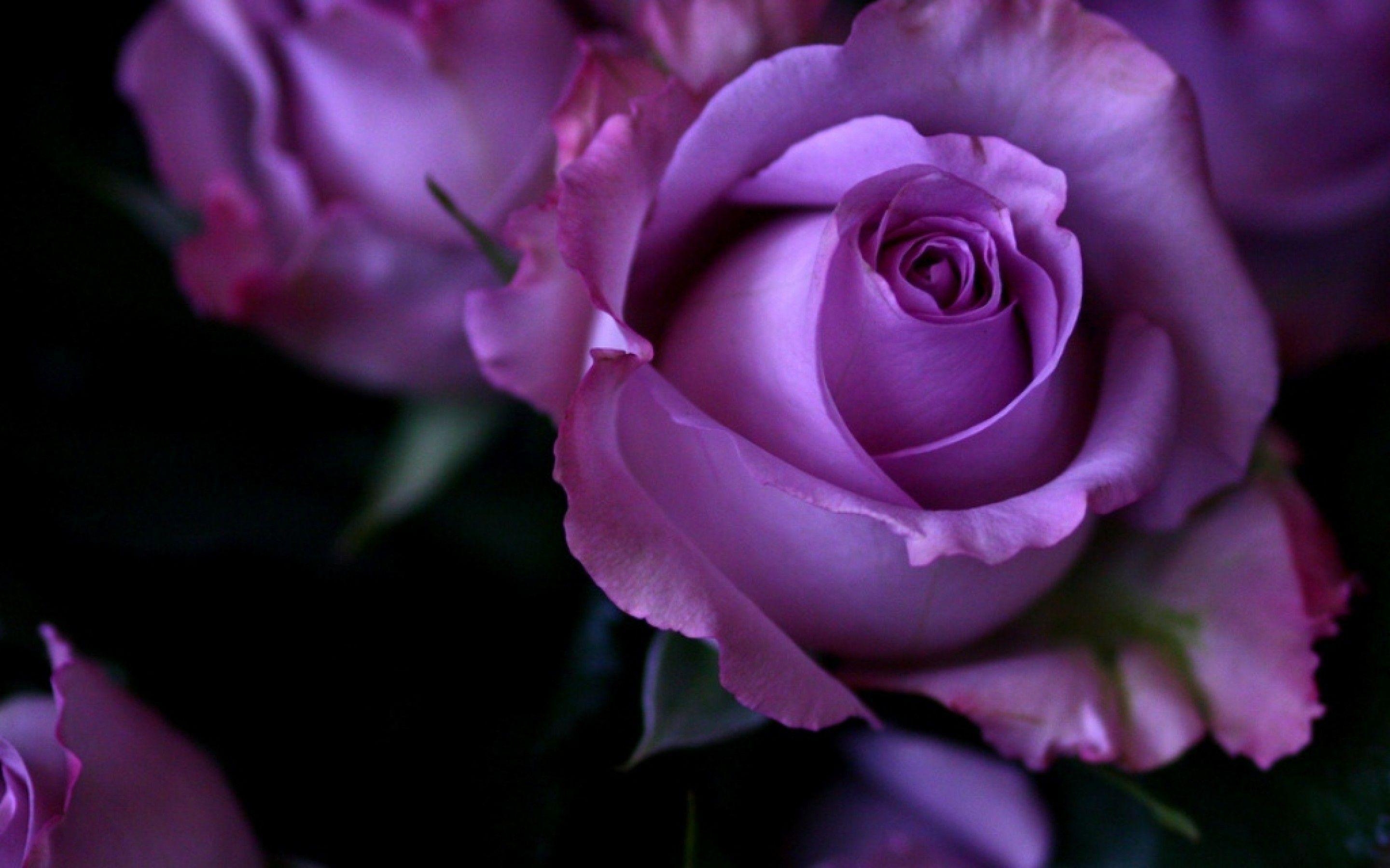 2880x1800 Wallpaper Of Purple Rose Flowers Widescreen 2 HD Wallpaper, Desktop