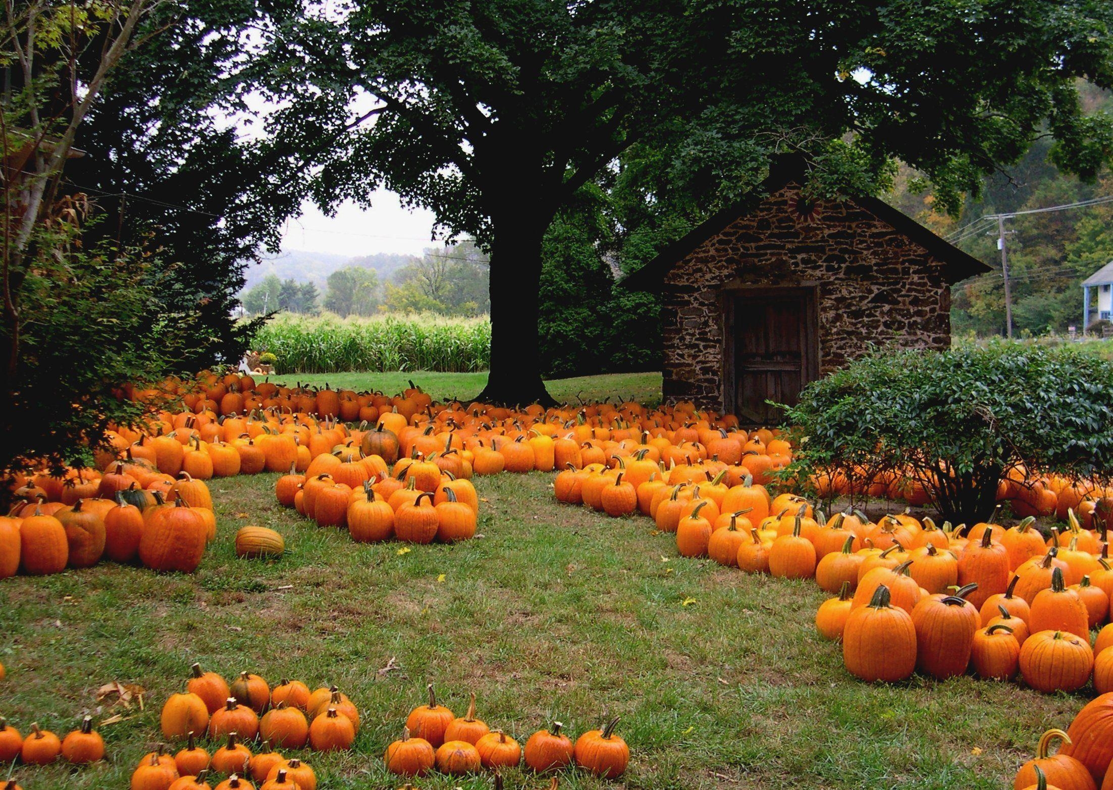 2210x1570 Pumpkin patch halloween autumn wallpaperx2257, Desktop