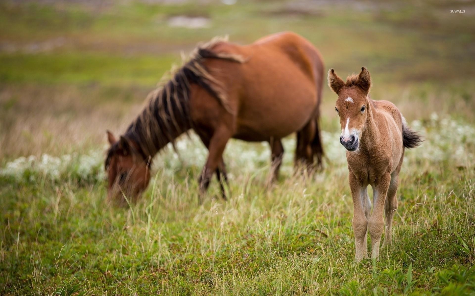 1920x1200 Dam with a cute foal wallpaper wallpaper, Desktop