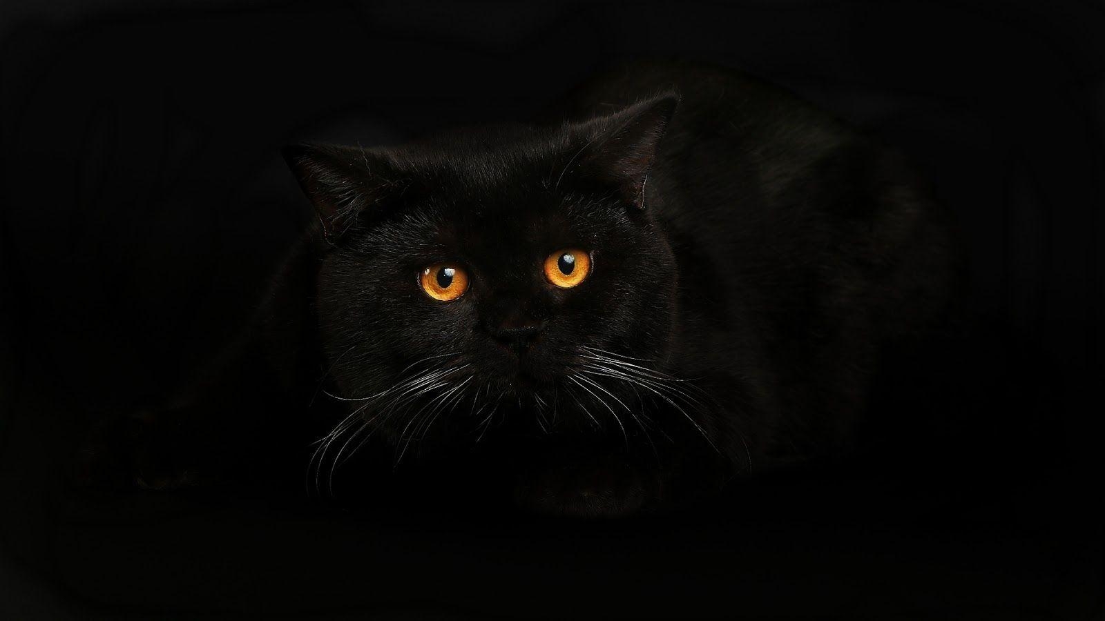 1600x900 Black Cat Wallpaper 30 377065 High Definition Wallpaper. wallalay, Desktop