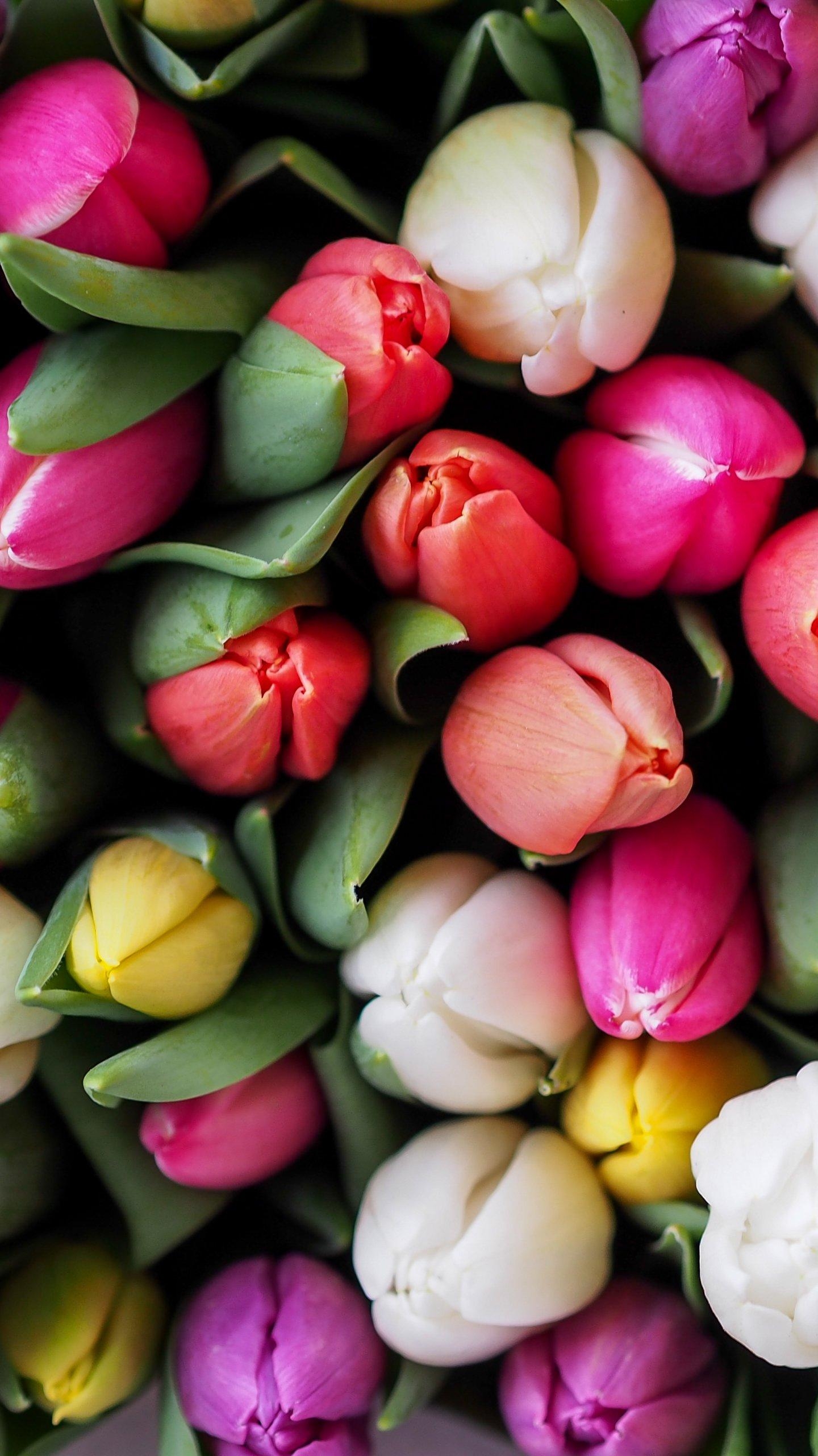 1440x2560 Tulips Bouquet Wallpaper, Phone