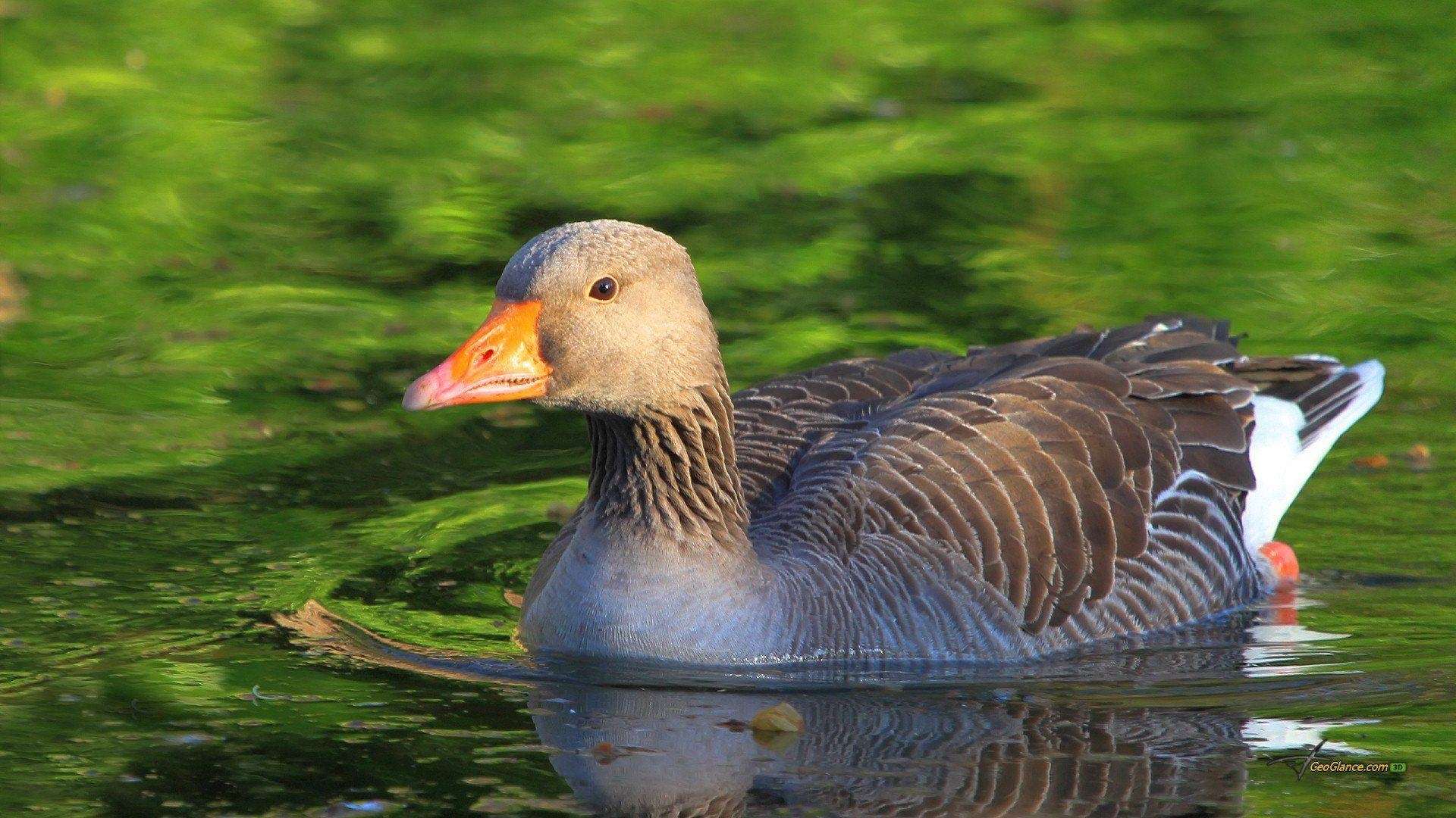 1920x1080 Goose Desktop Greylag Background Photo, Desktop