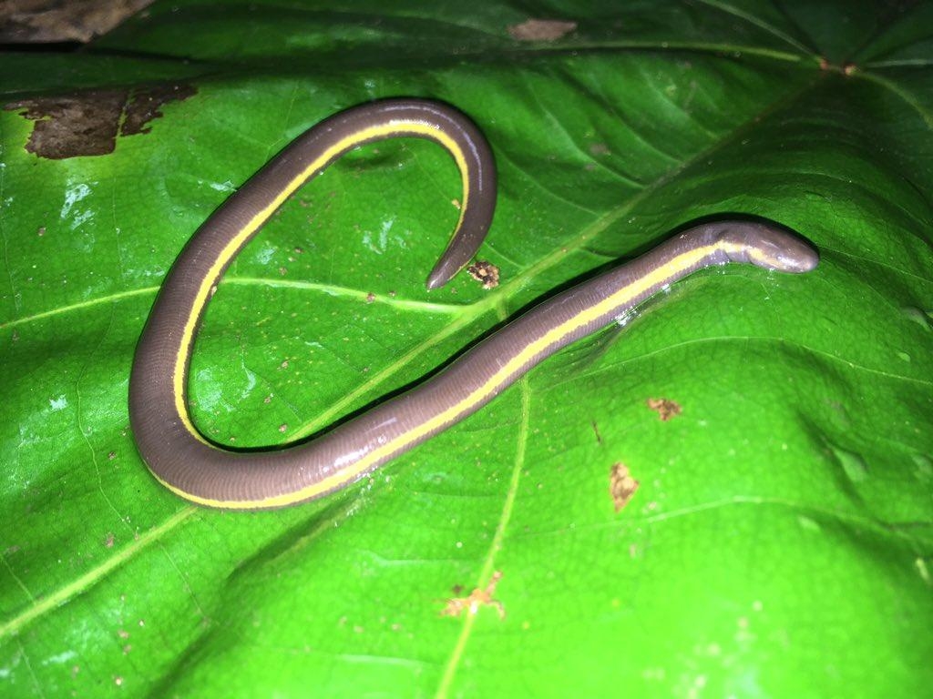 1030x770 caecilian, Desktop