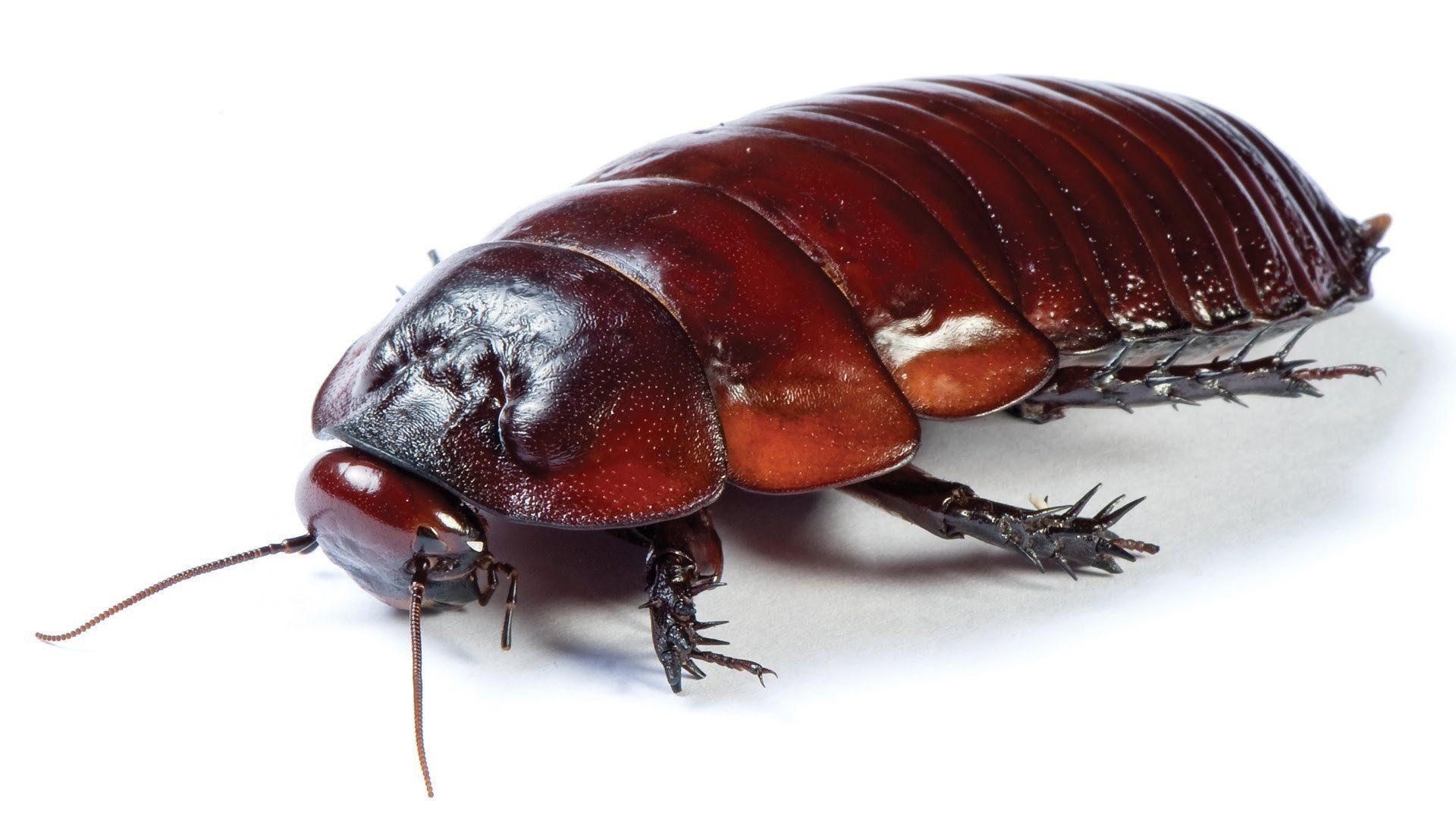 1920x1080 Cockroach 2, Desktop