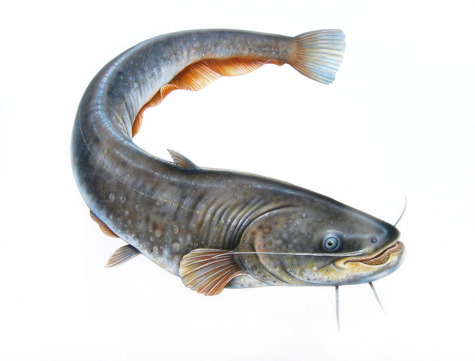 1600x1220 Catfish Background for Computer, Desktop