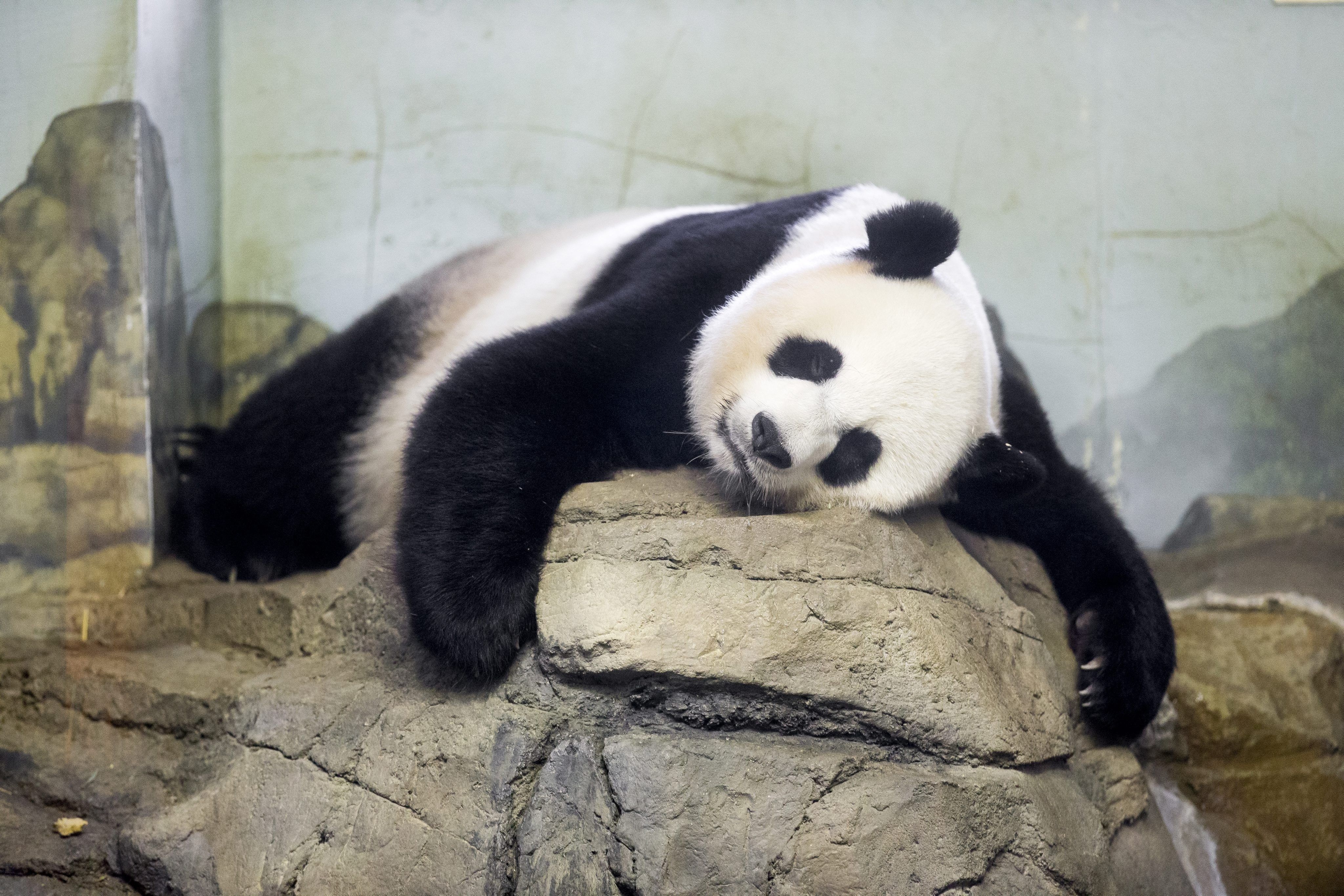 4100x2740 panda 4k ultra HD wallpaper High quality walls, Desktop