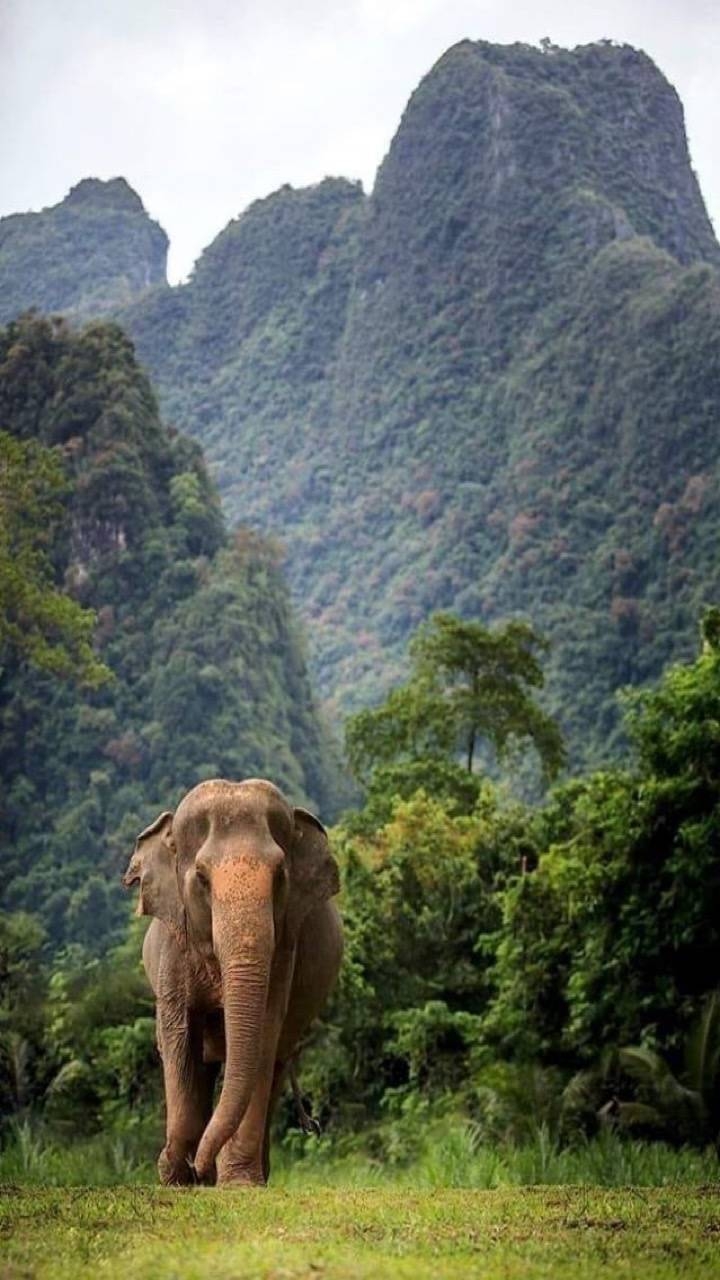 720x1280 India elephant wallpaper, Phone