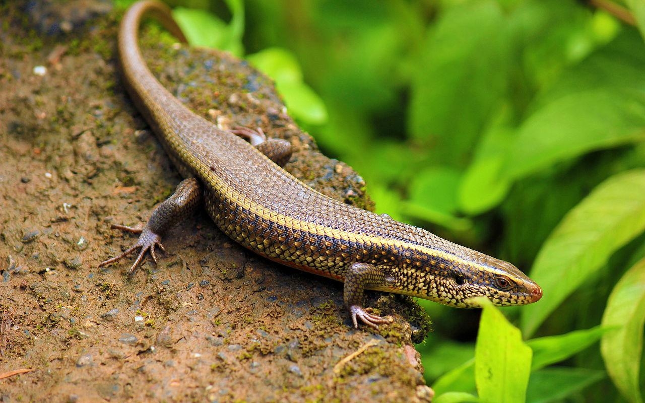 1280x800 Skink, Desktop
