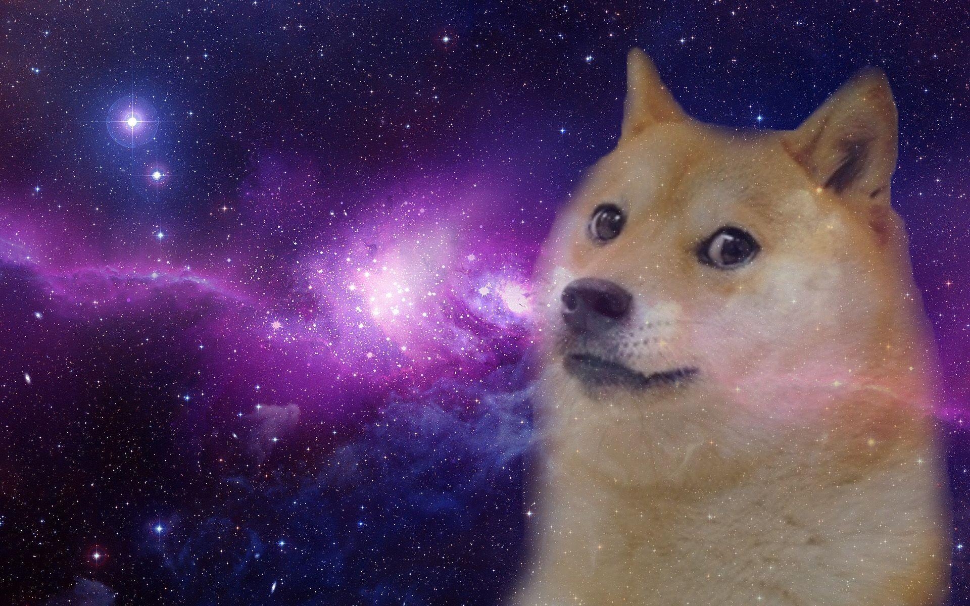 1920x1200 Doge HD Wallpaper, Desktop