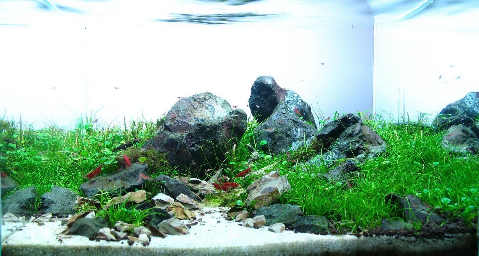 1600x860 HD wallpaper aquascape carpet android8hd5.cf, Desktop