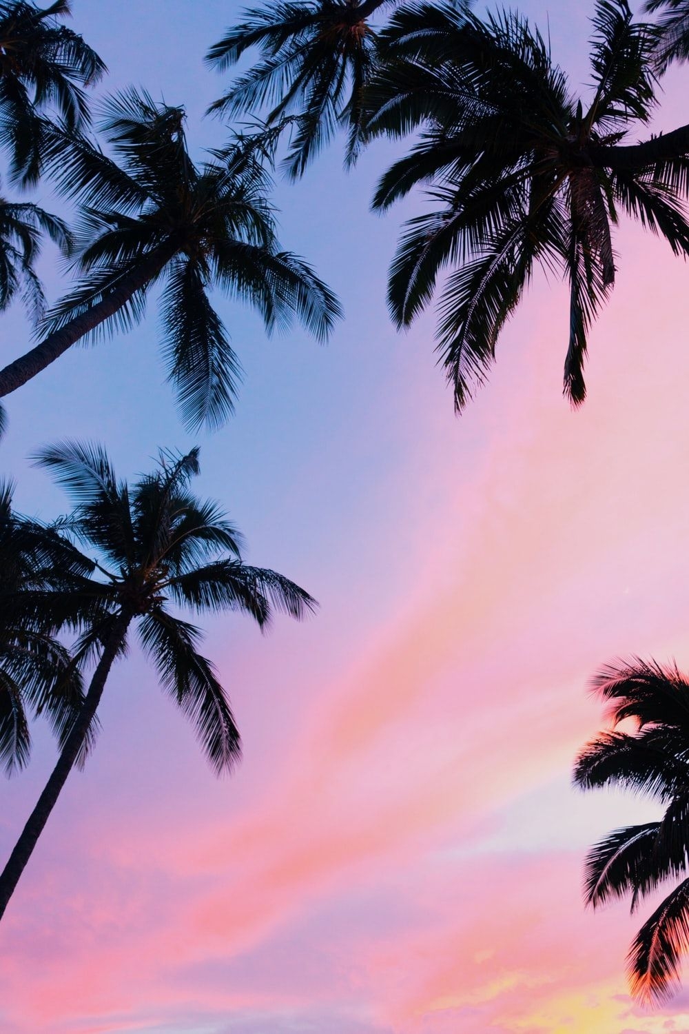 1000x1500 Palm Tree Picture [HD]. Download Free Image, Phone