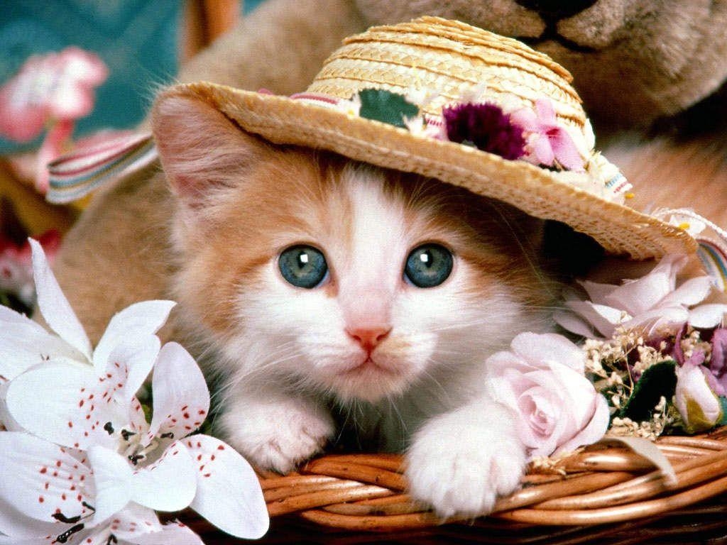 1030x770 cute animal wallpaper. Cute cat wallpaper, Cute cats and kittens, Cute cats, Desktop