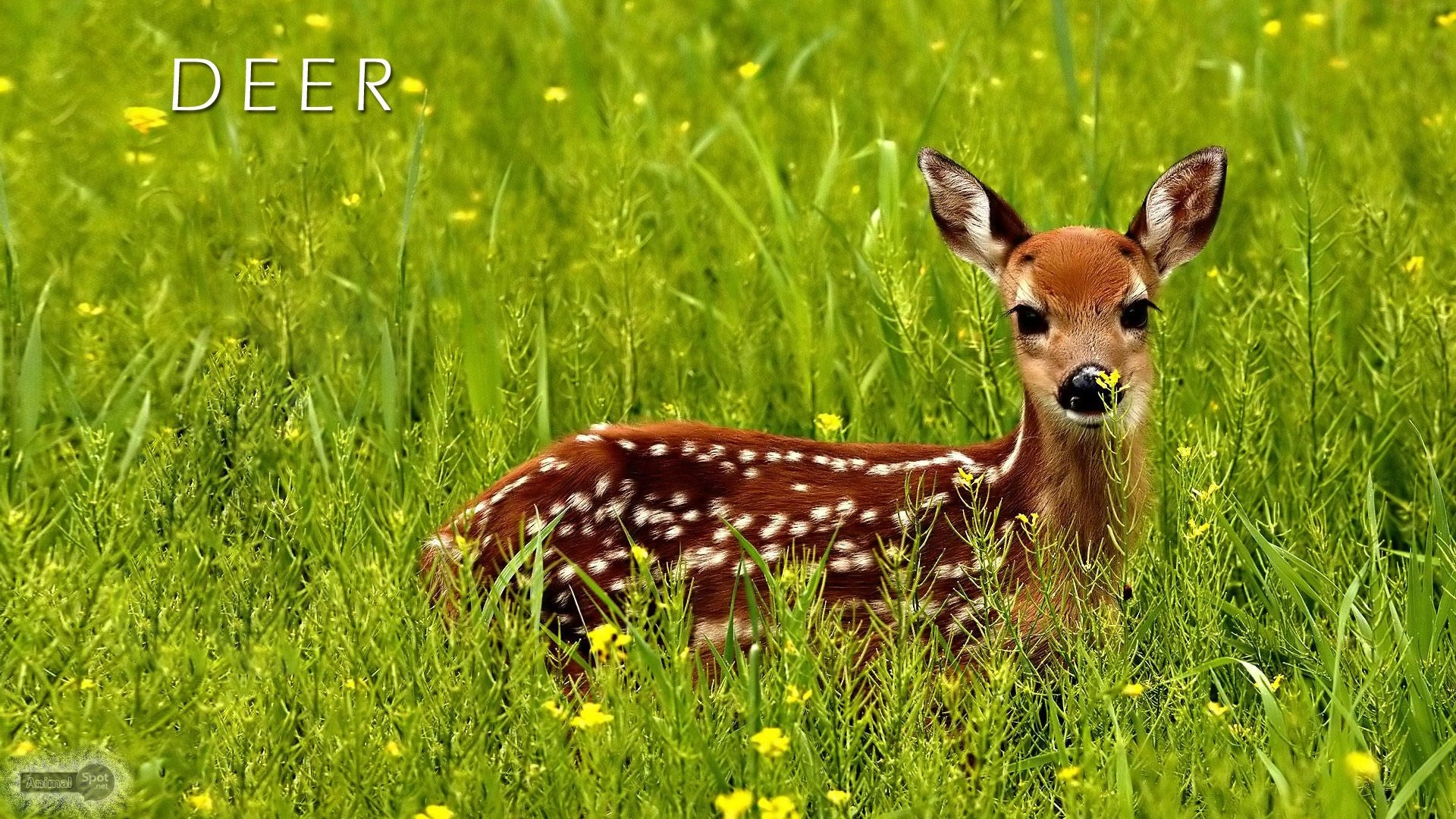 1920x1080 Deer Wallpaper, Desktop