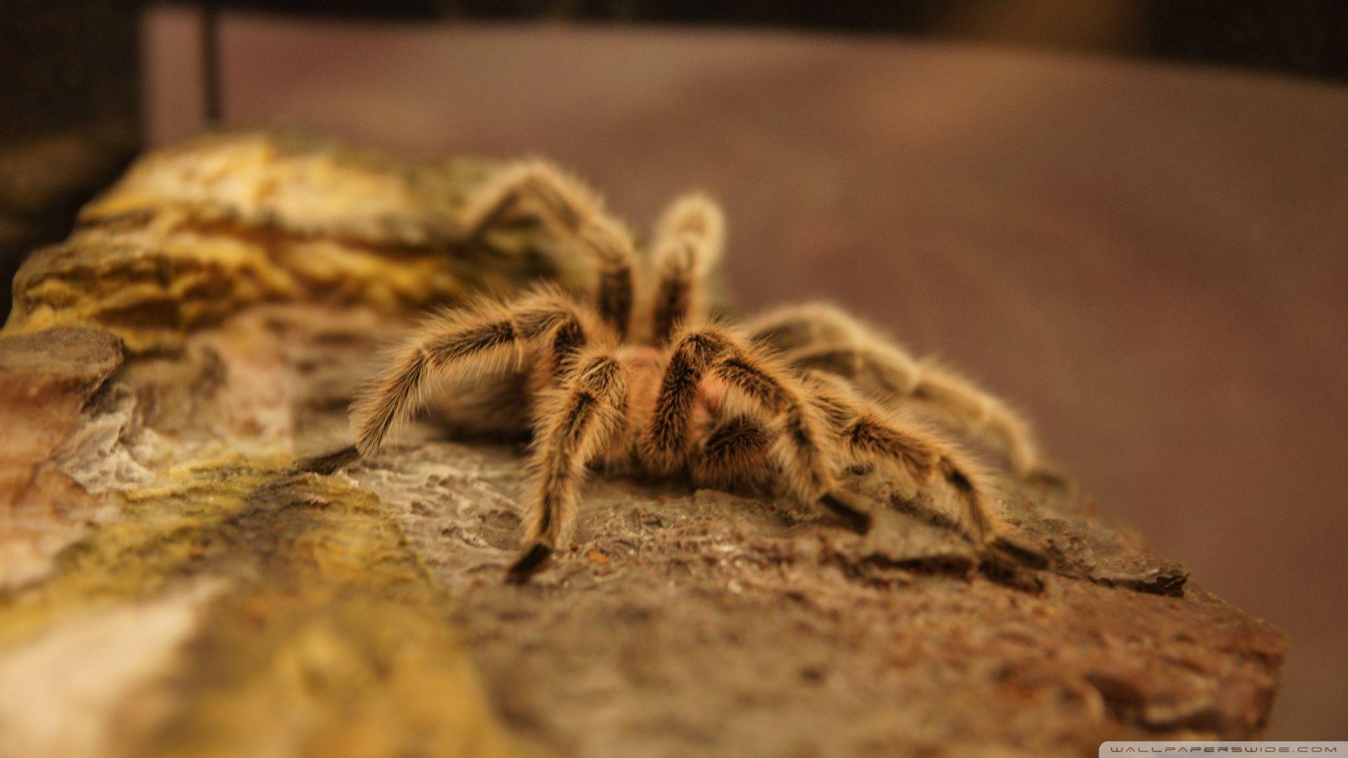 1920x1080 Tarantula HD desktop wallpaper, High Definition, Fullscreen, Desktop