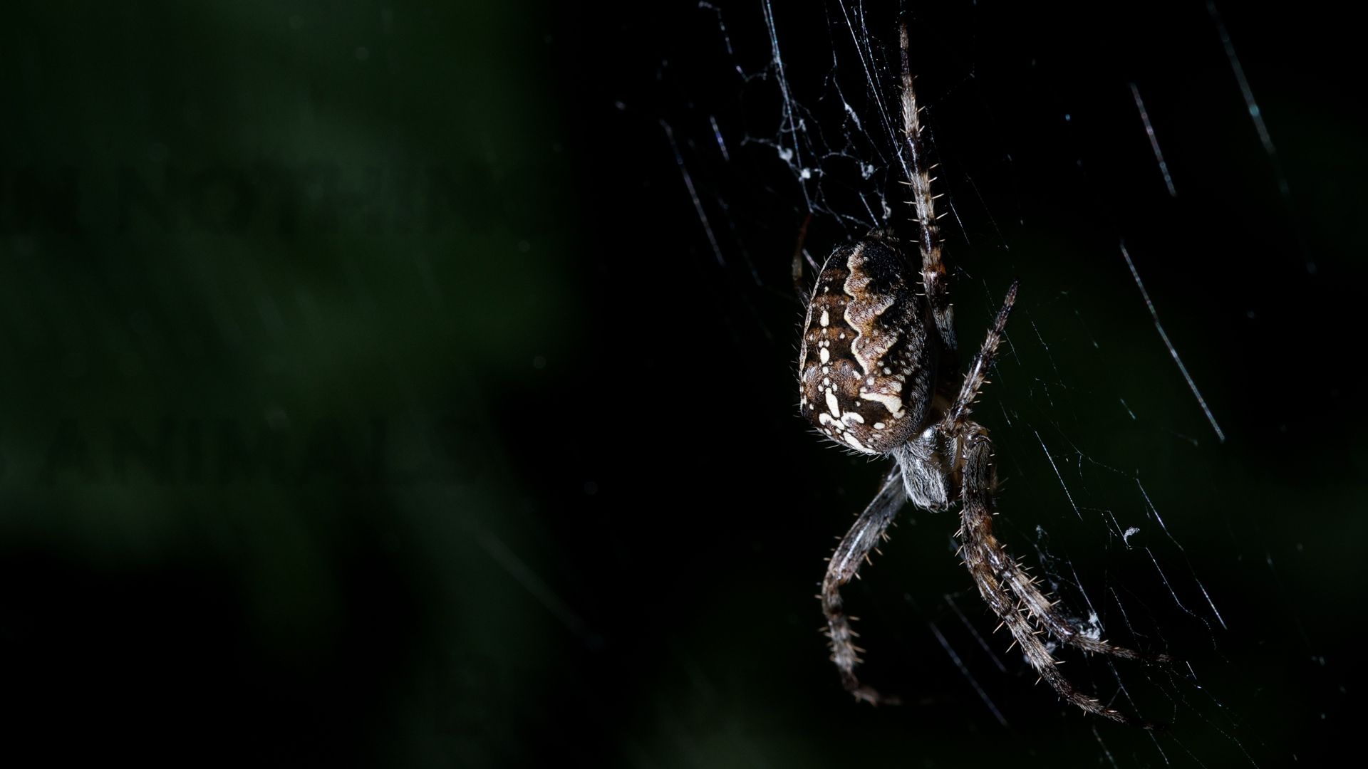 1920x1080 Spider Wallpaper Photo #ACk. Fantastic wallpaper, Animal wallpaper, Background, Desktop