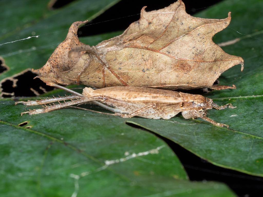 1030x770 Maryland Biodiversity Project Bush Cricket, Desktop