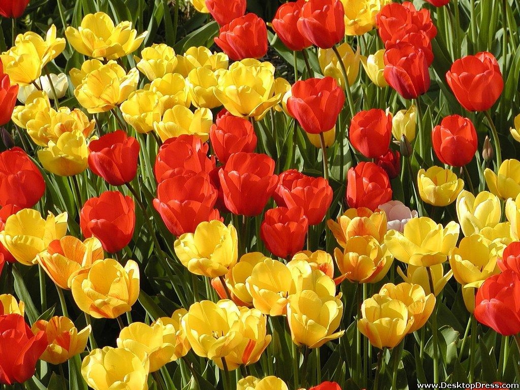 1030x770 Red and Yellow Flowers Wallpaper Free Red and Yellow Flowers Background, Desktop