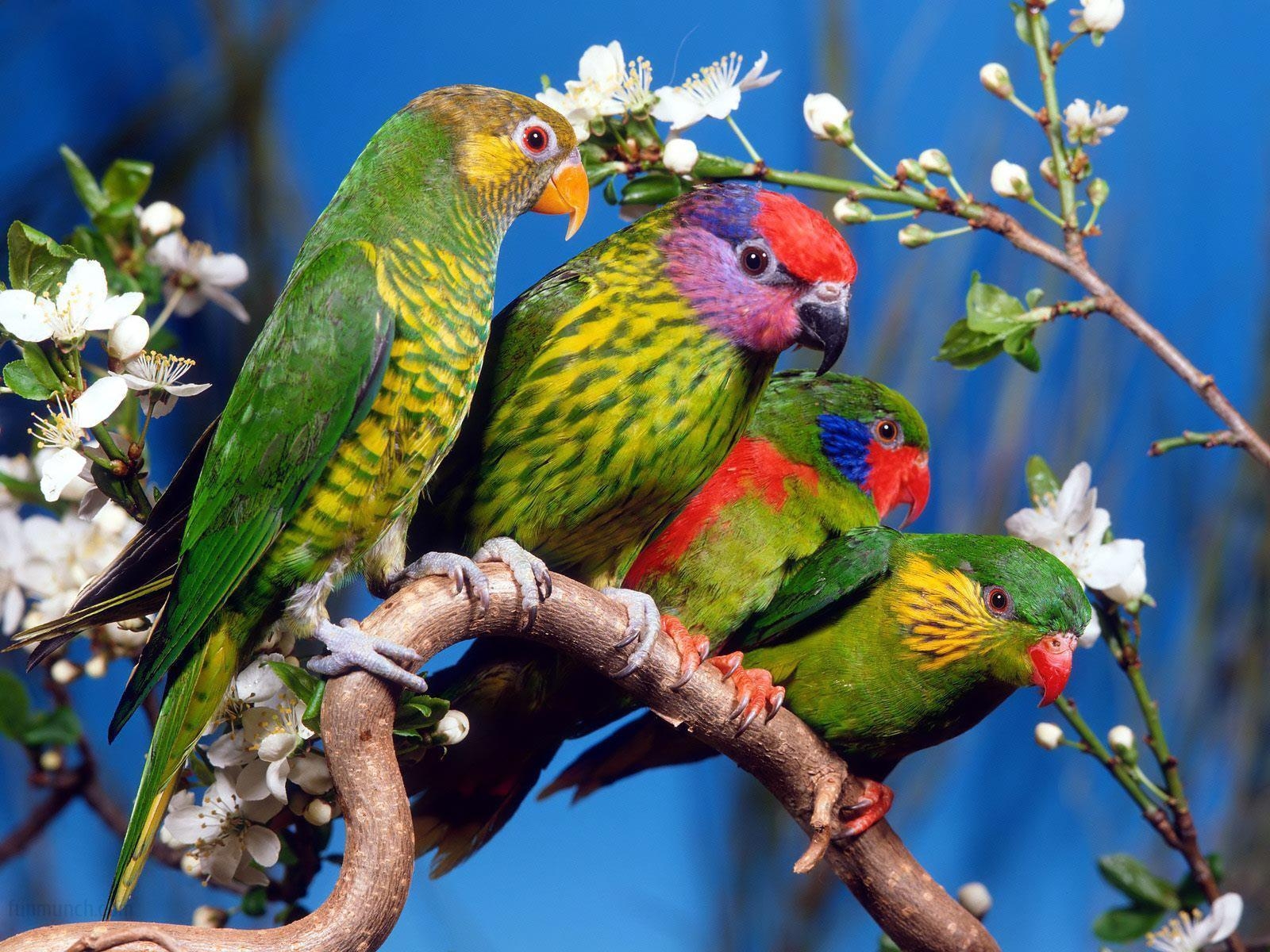 1600x1200 Beautiful Nature Love Birds Widescreen 2 HD Wallpapercom, Desktop