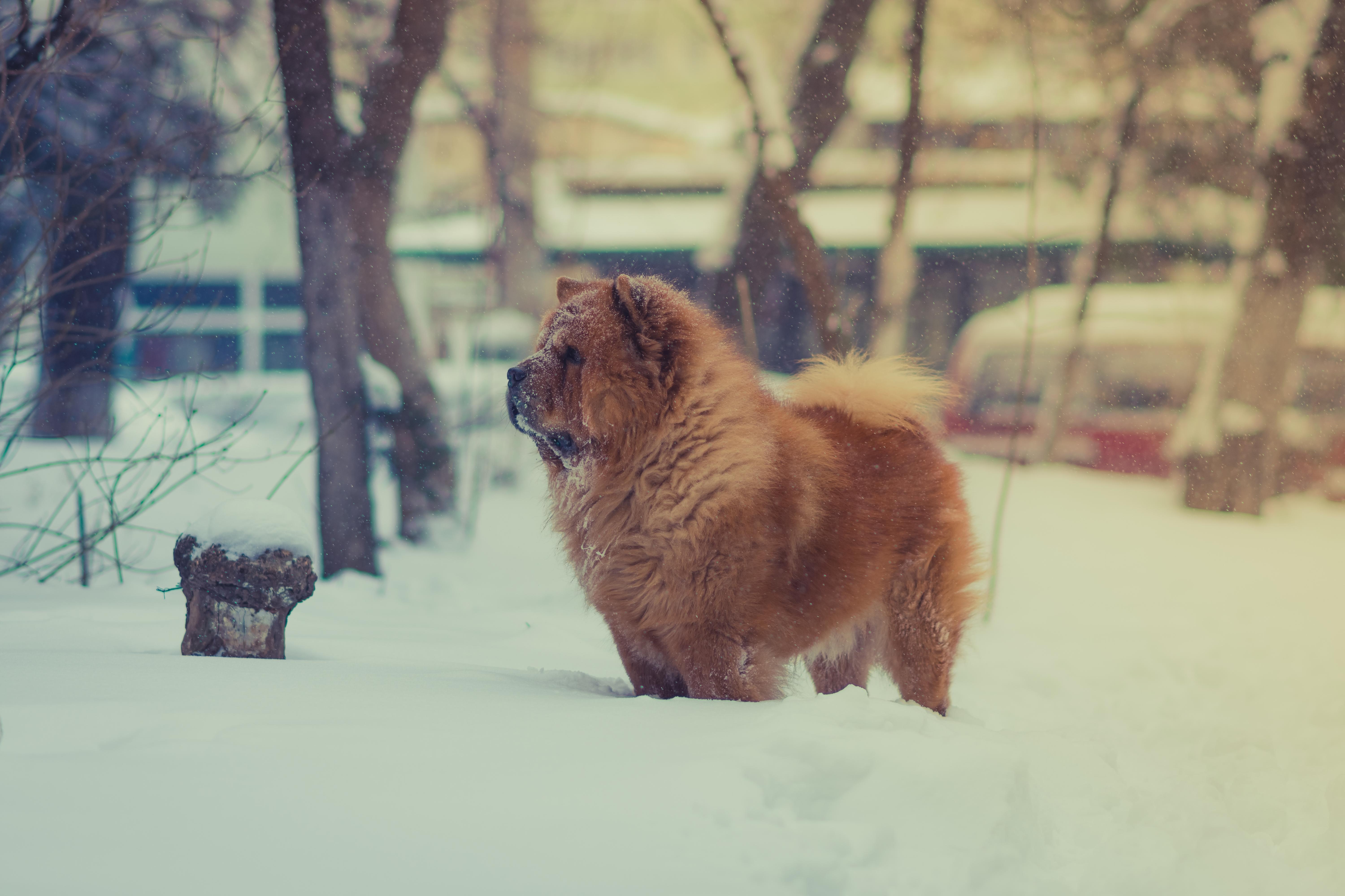 6000x4000 Chow Chow 5k Retina Ultra HD Wallpaper. Background Image, Desktop