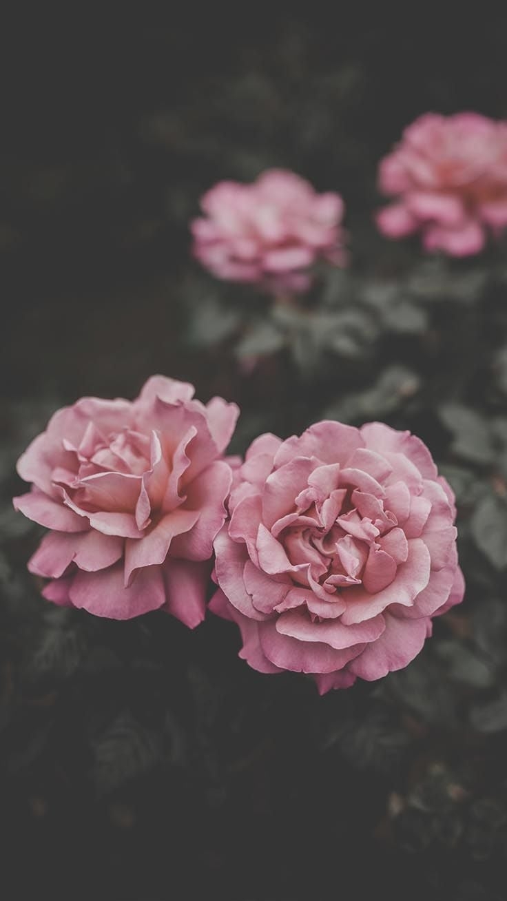 740x1310 Romantic Roses iPhone X Wallpaper, Phone