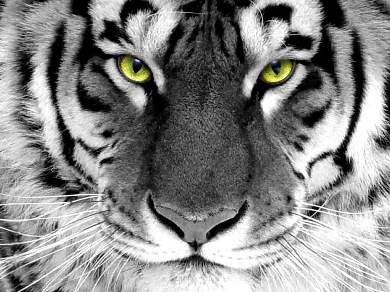 1600x1200 Animals For > White Tiger Face Wallpaper, Desktop