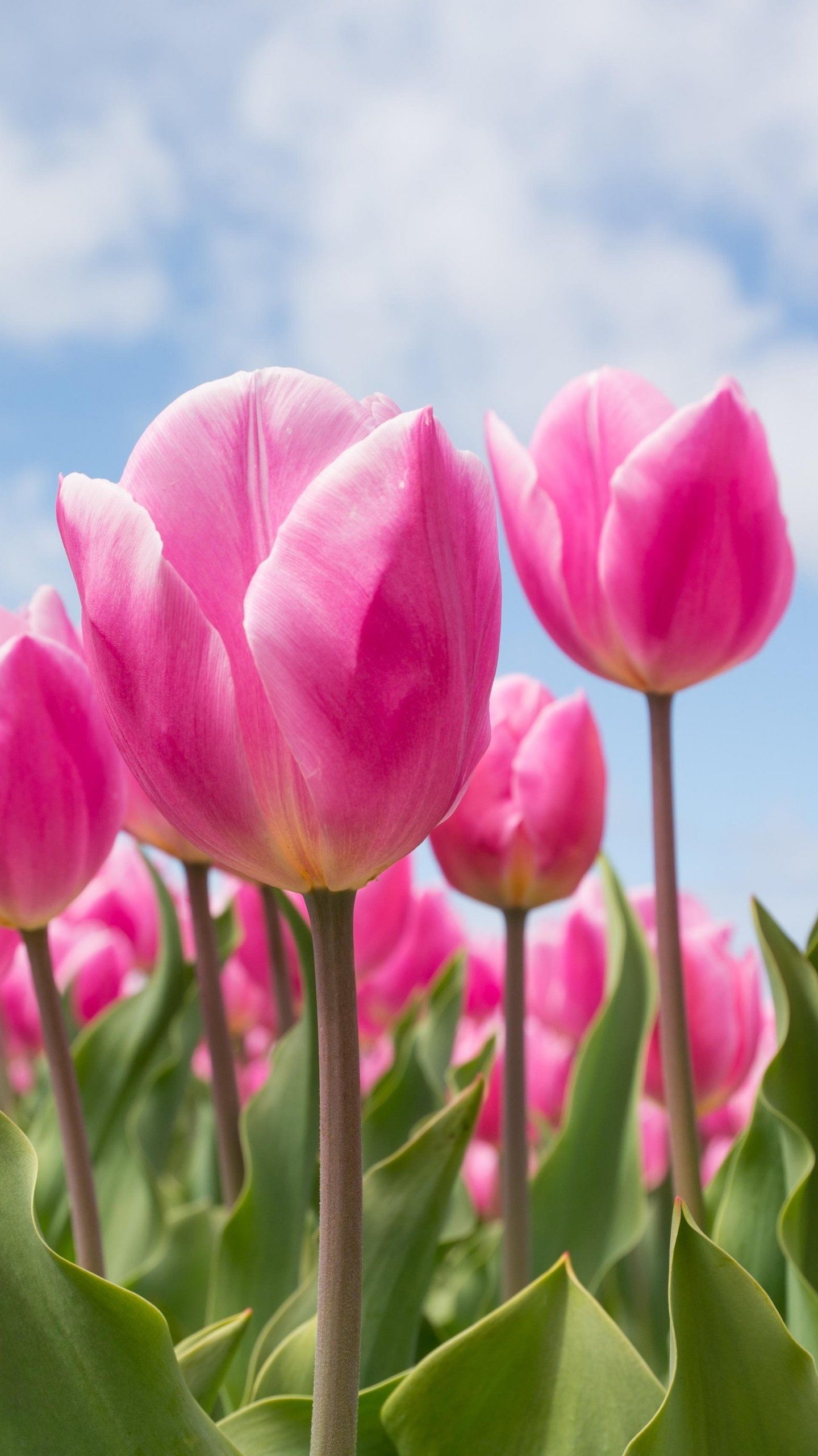 1440x2560 Spring Tulips Wallpaper, Android & Desktop Background, Phone