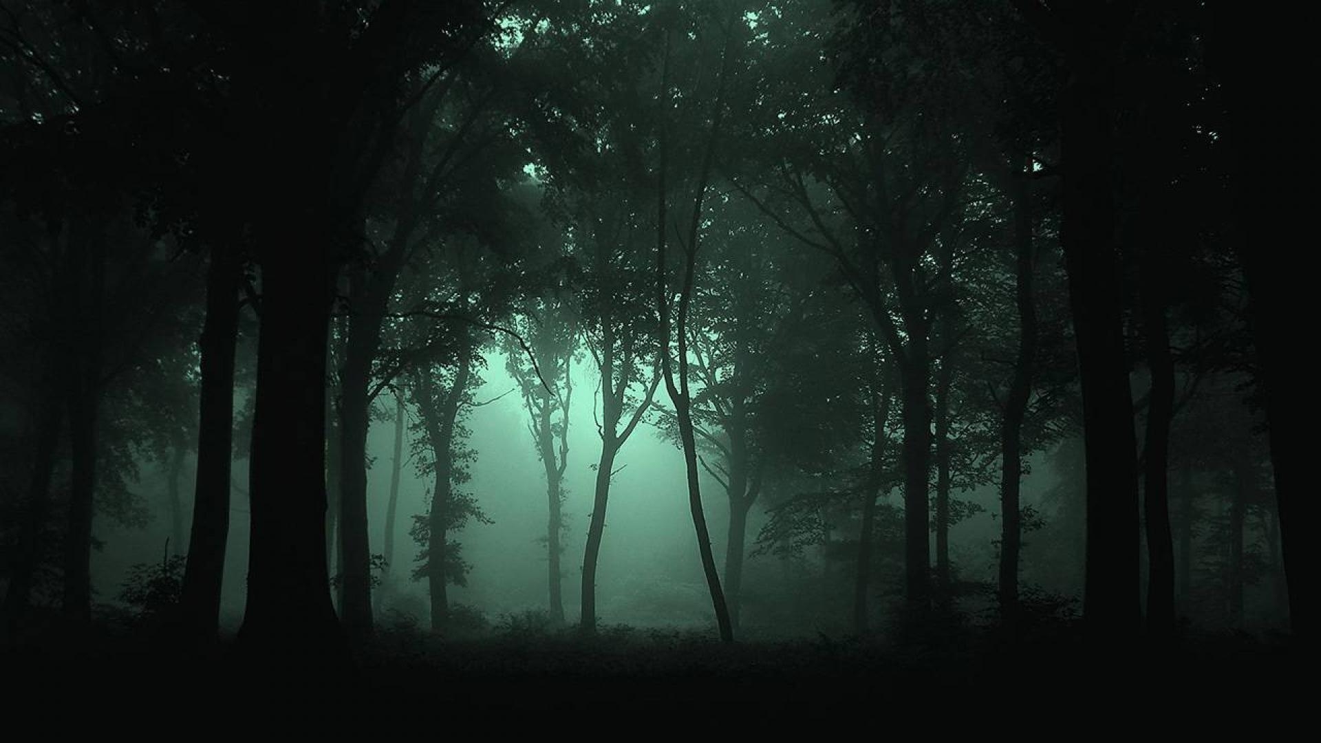 1920x1080 Scary Forest Wallpaper, Desktop